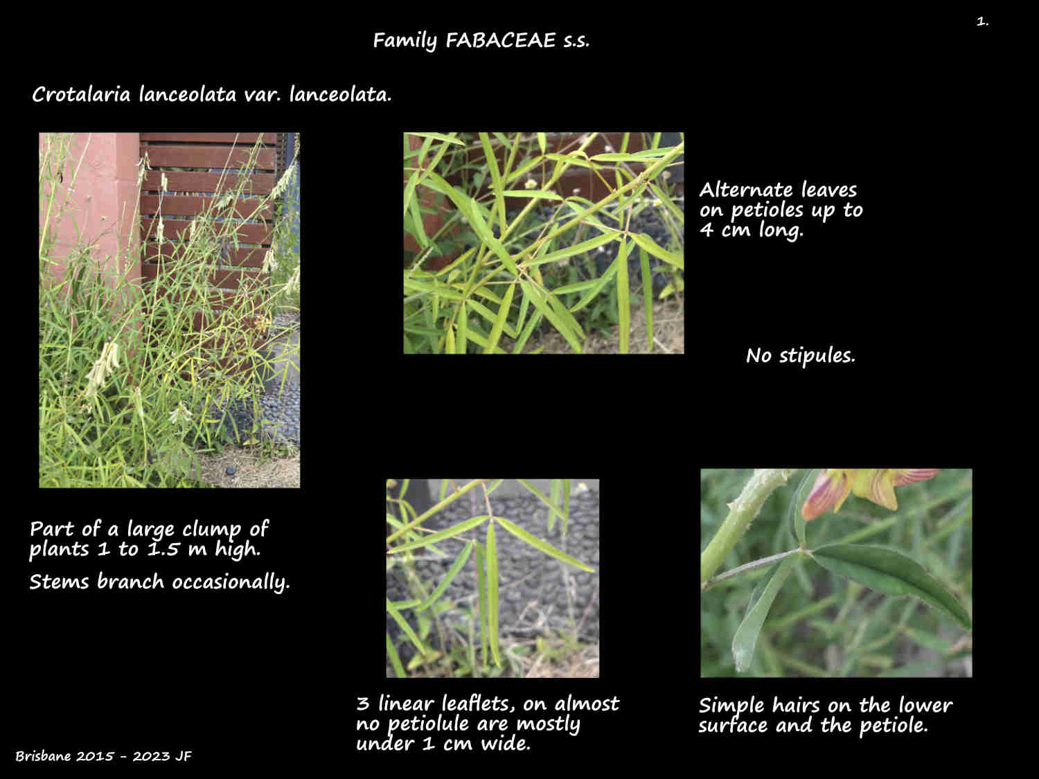 1 Crotalaria lanceolata var. lanceolata plants & leaves