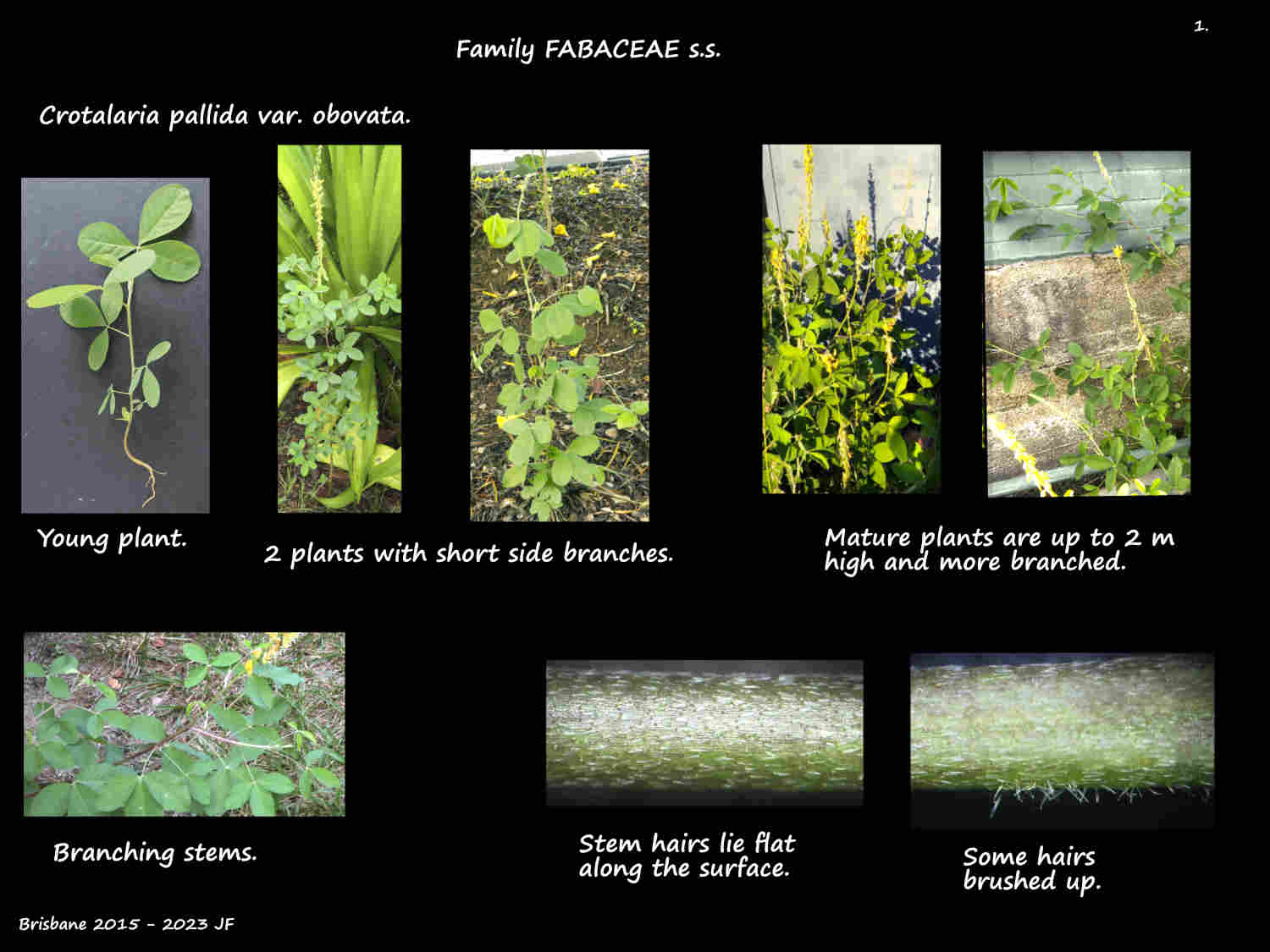1 Crotalaria pallida v. obovata plants & stems
