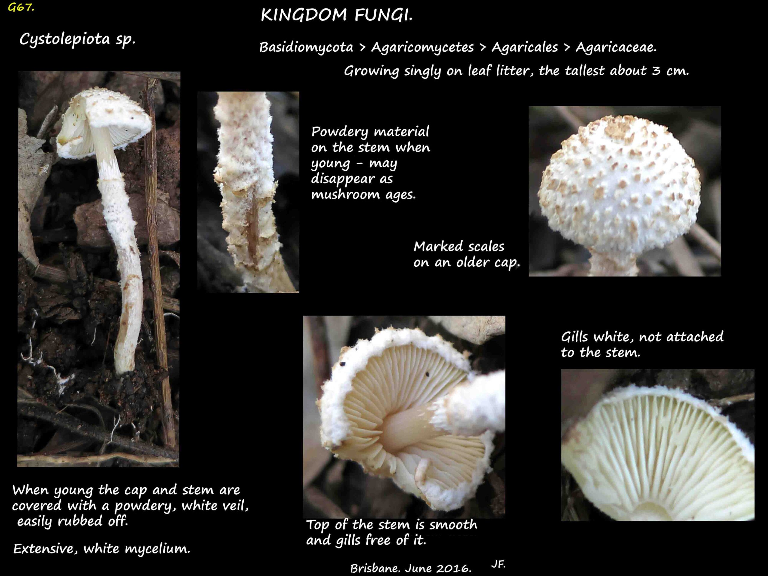 1 Cystolepiota sistrata