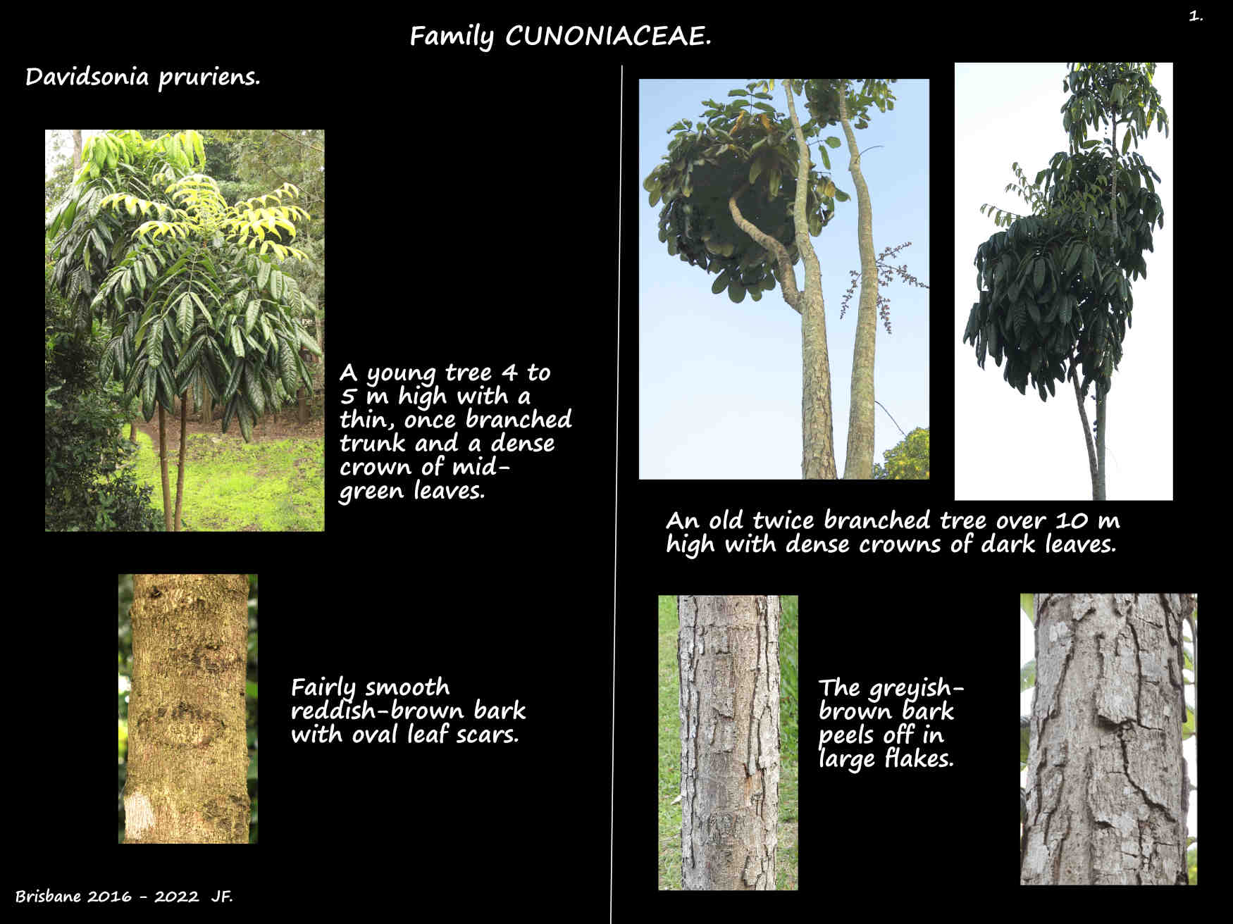 1 Davidsonia pruriens trees & bark
