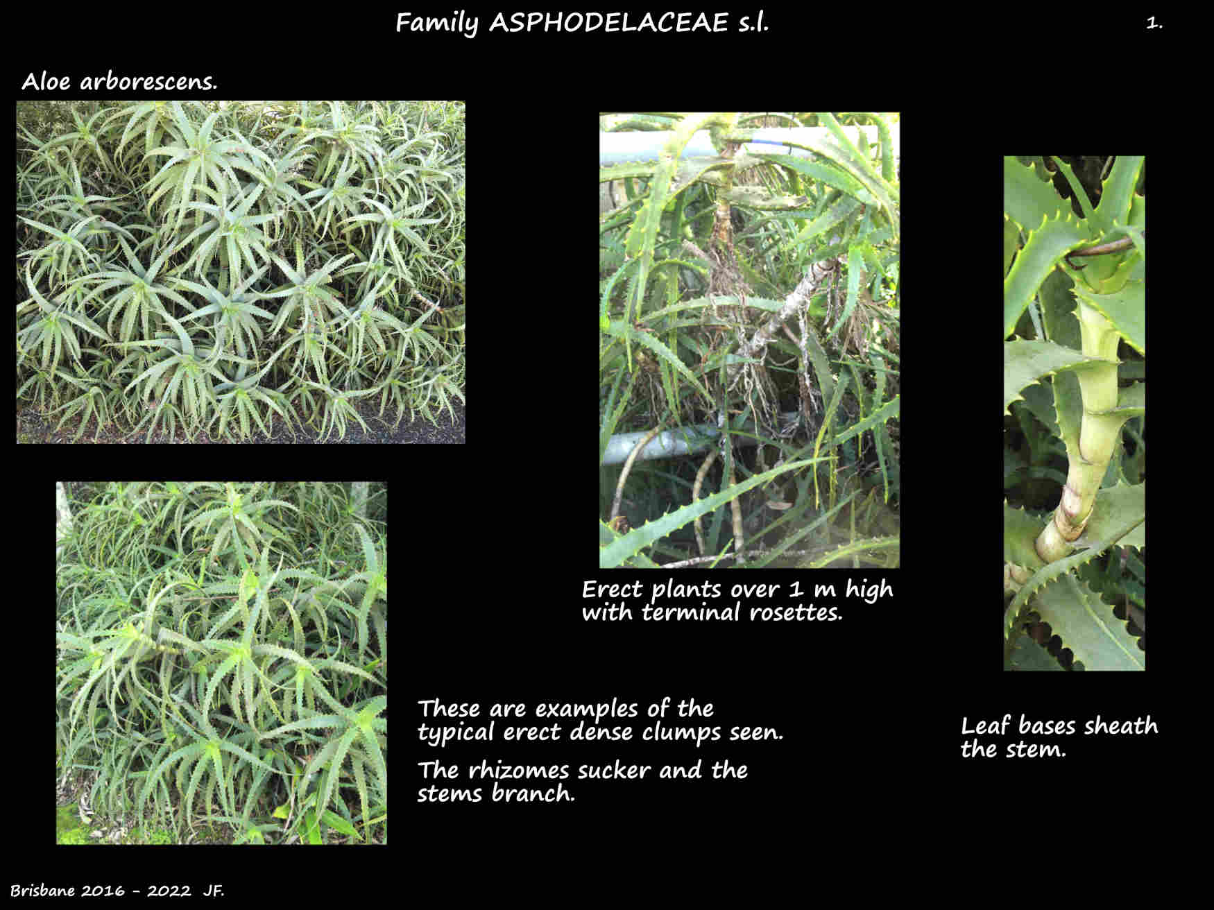 1 Dense clumps of Aloe arborescens plants