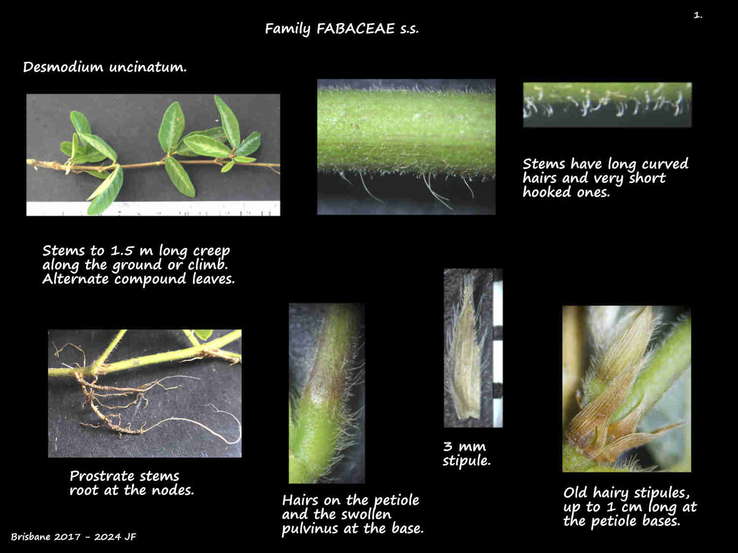 1 Desmodium uncinatum roots, stems & stipules