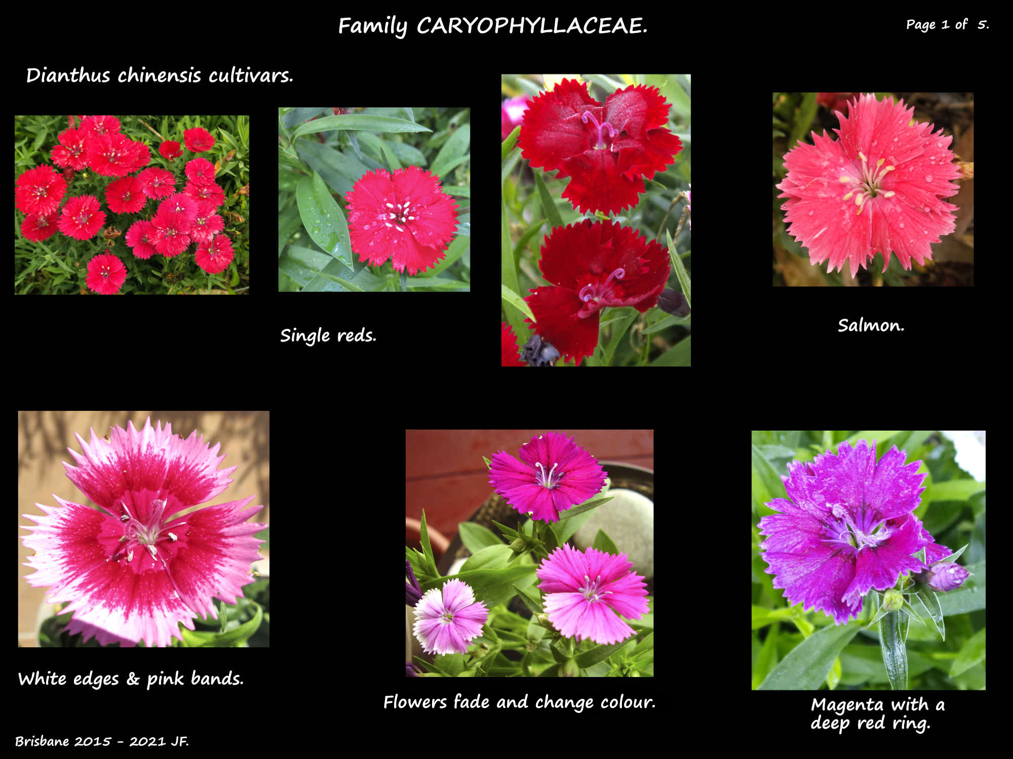 1 Dianthus chinensis cultivars