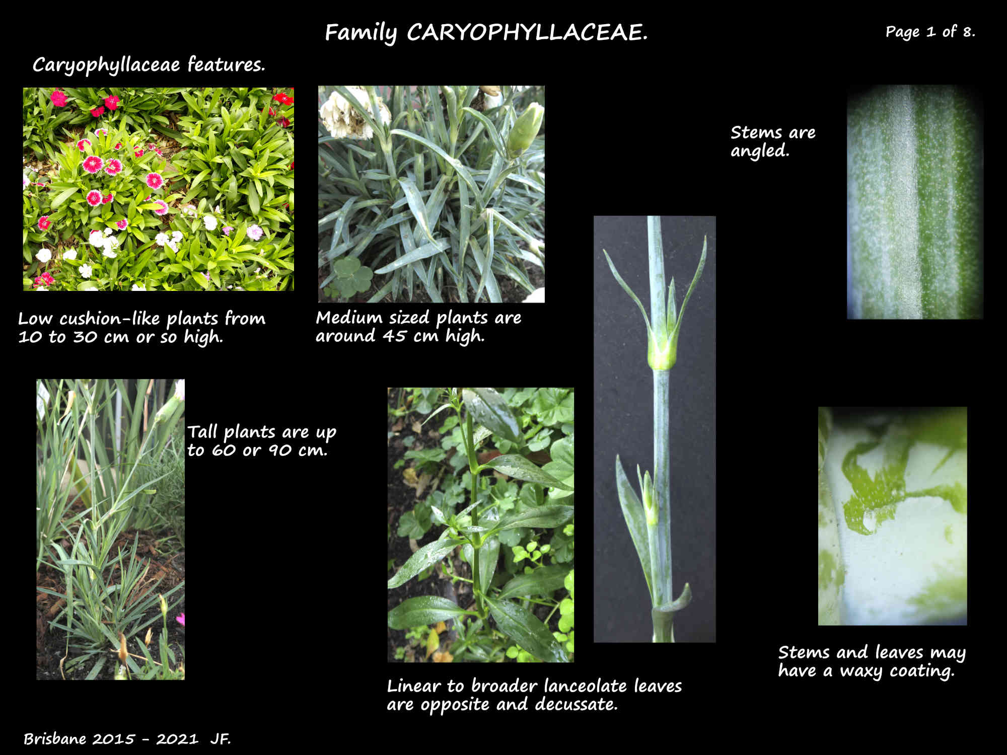 1 Dianthus plants & stems