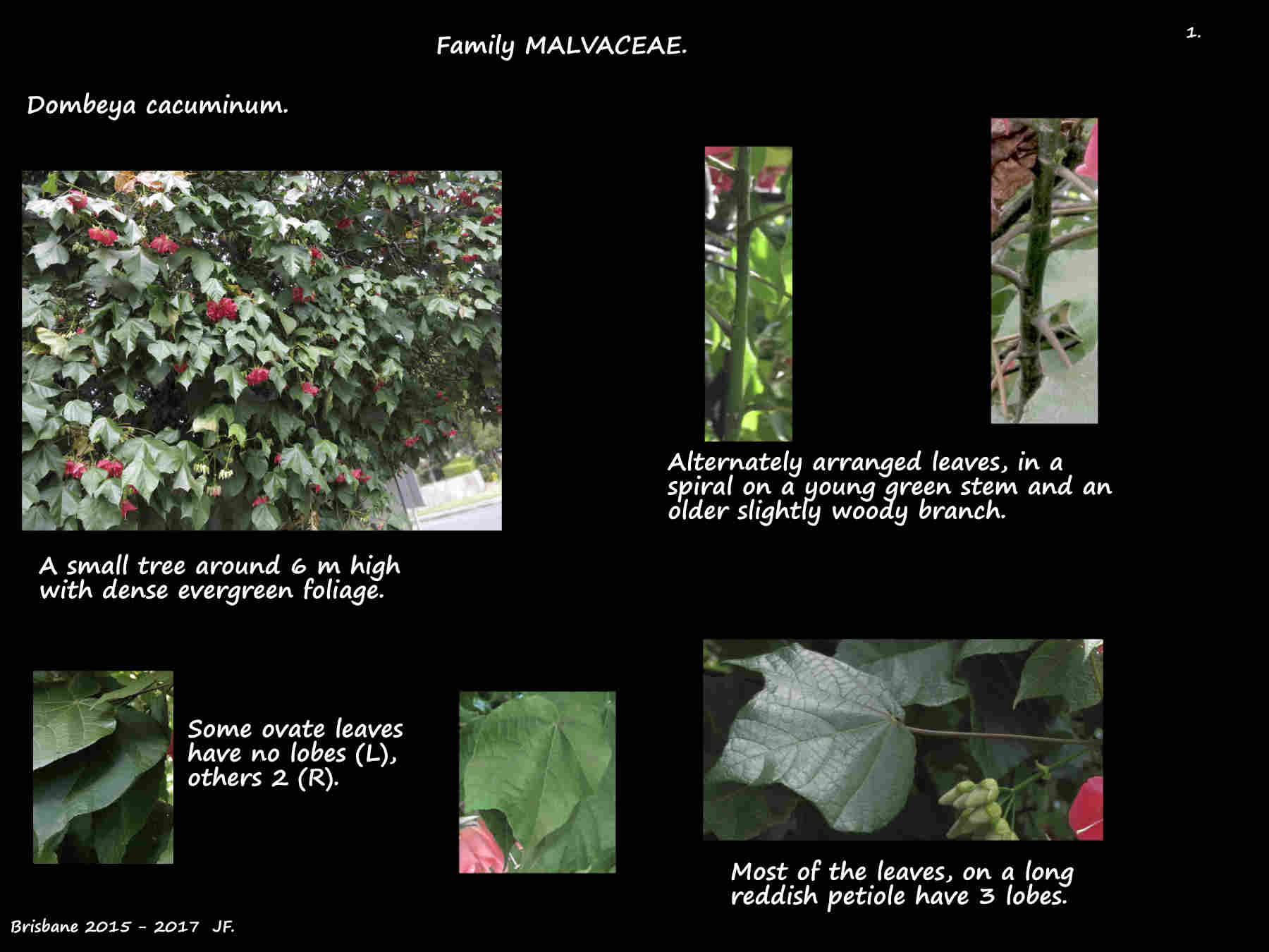 1 Dombeya cacuminum tree
