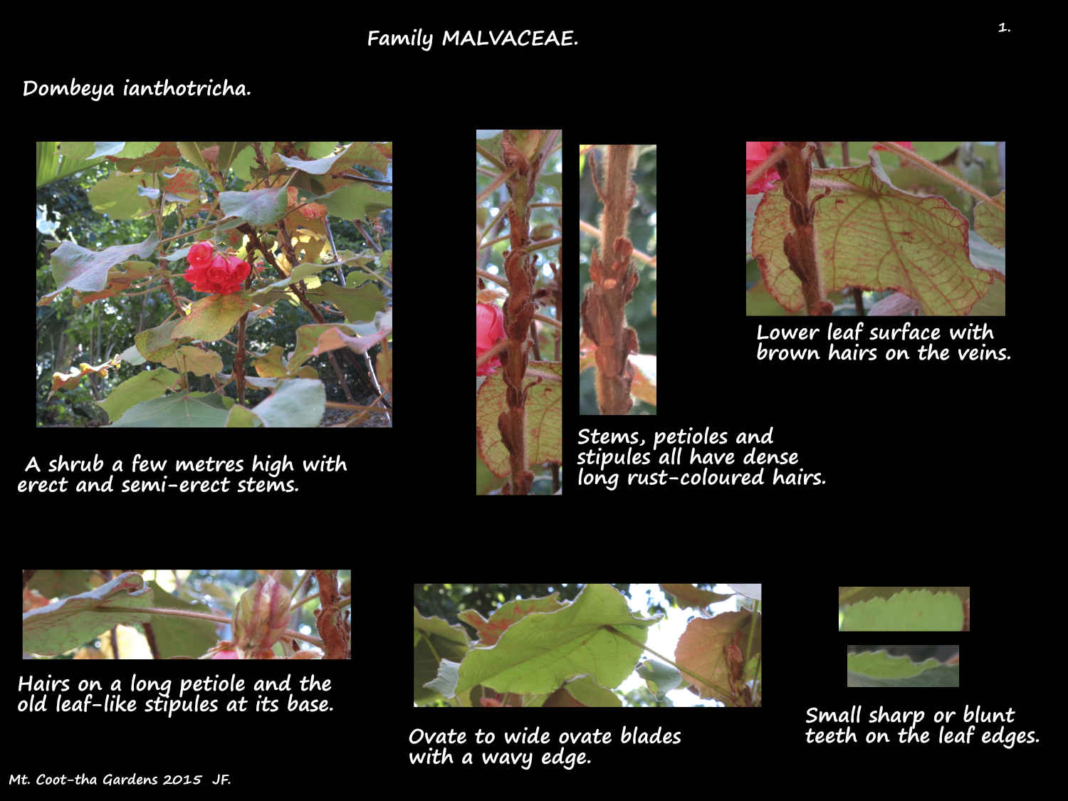 1 Dombeya ianthotricha shrub