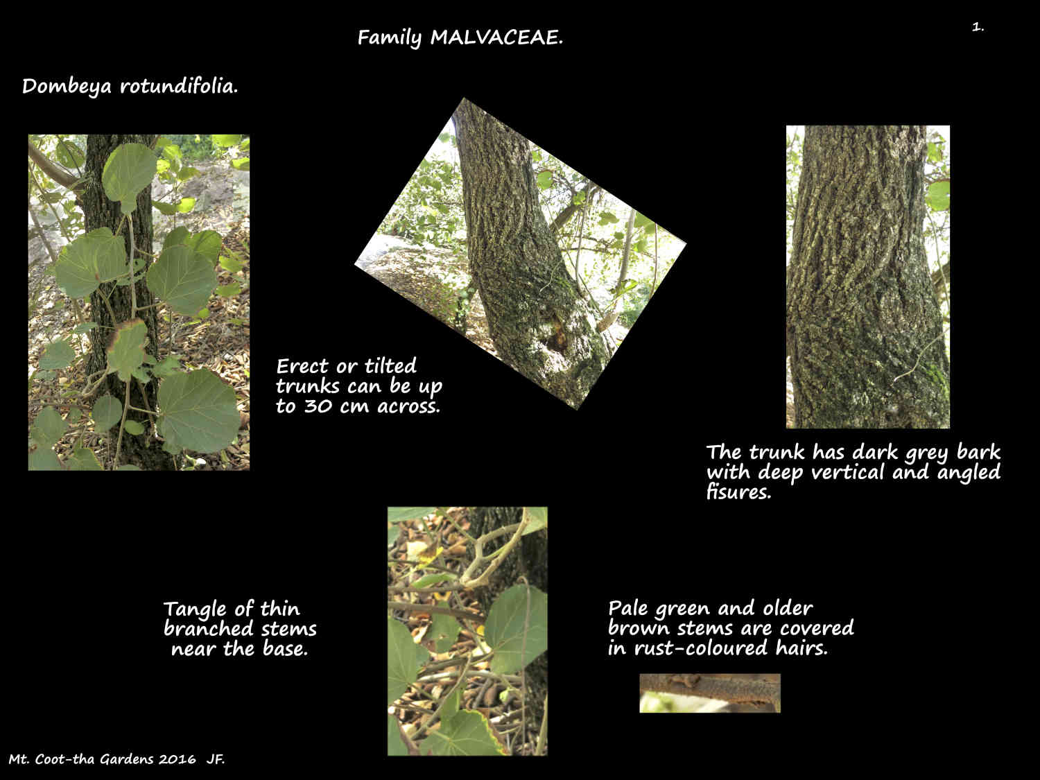 1 Dombeya rotundifolia bark