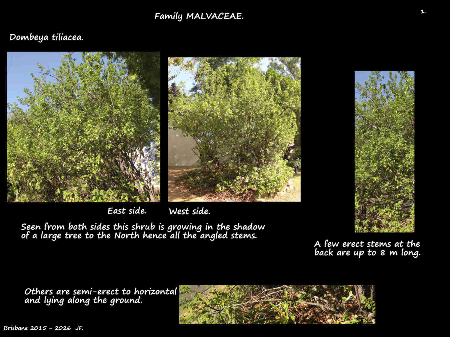 1 Dombeya tiliacea shrub