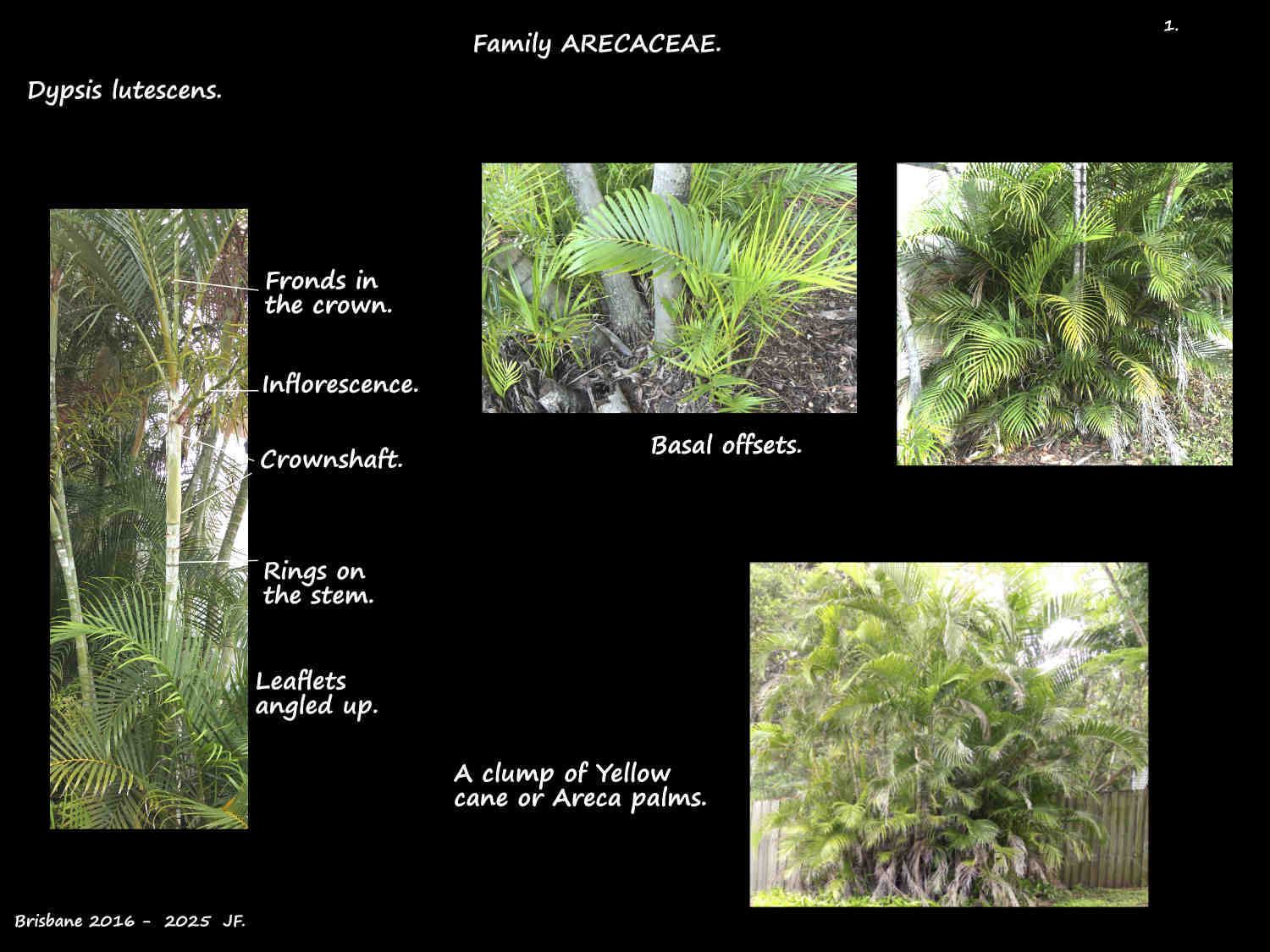 1 Dypsis lutescens palms & offsets