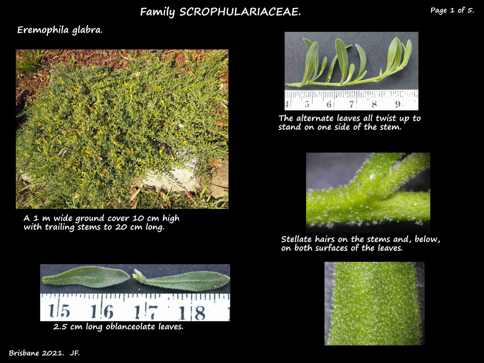 1 Eremophila glabra plant & leaves