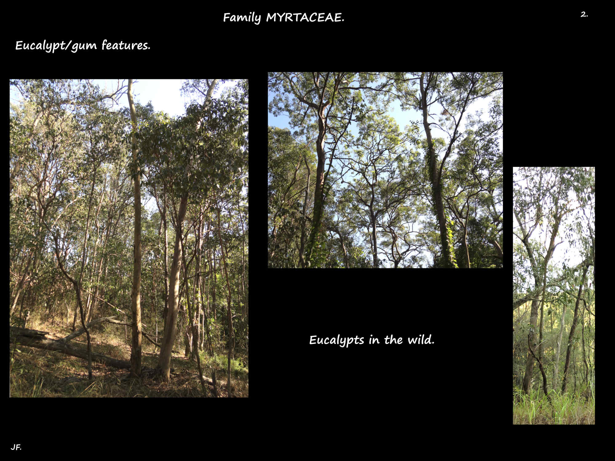 1 Eucalypts in the wild