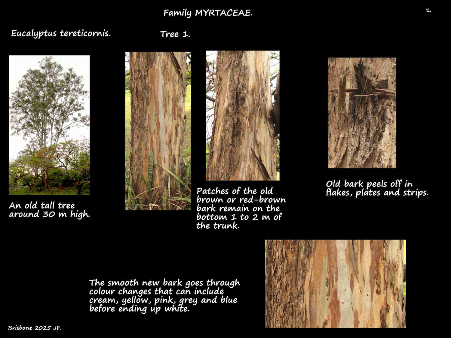 1 Eucalyptus tereticornis trunk bark colours