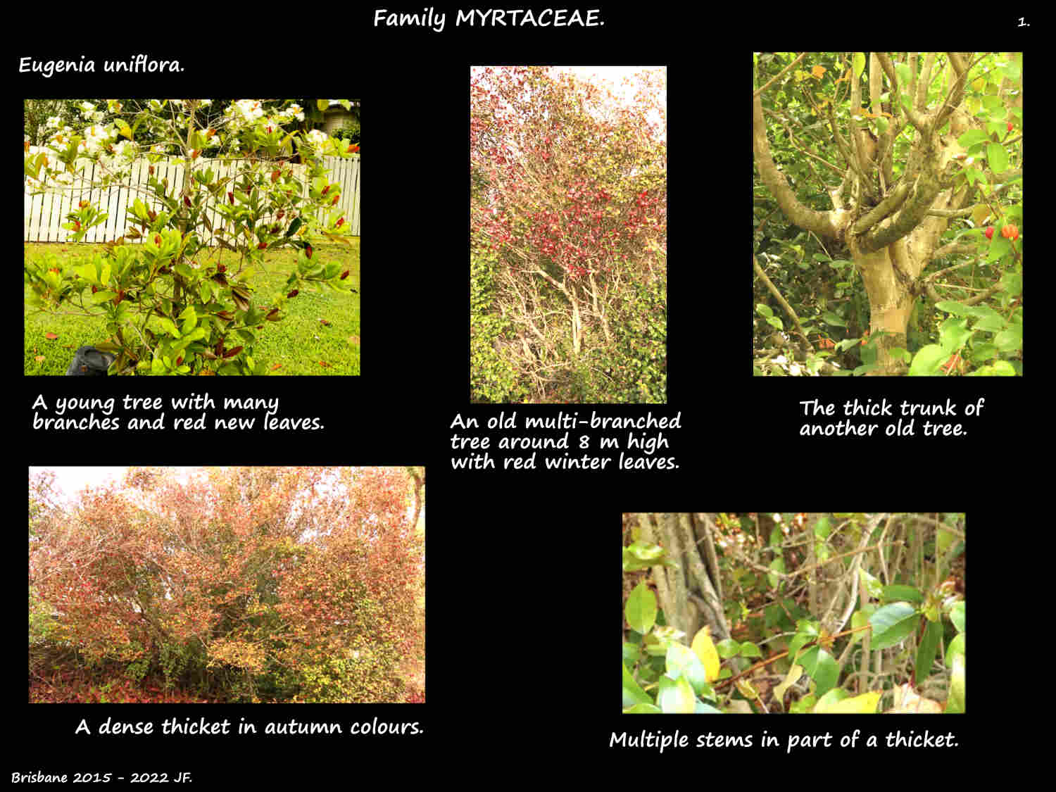 1 Eugenia uniflora shrubs, thickets & trees