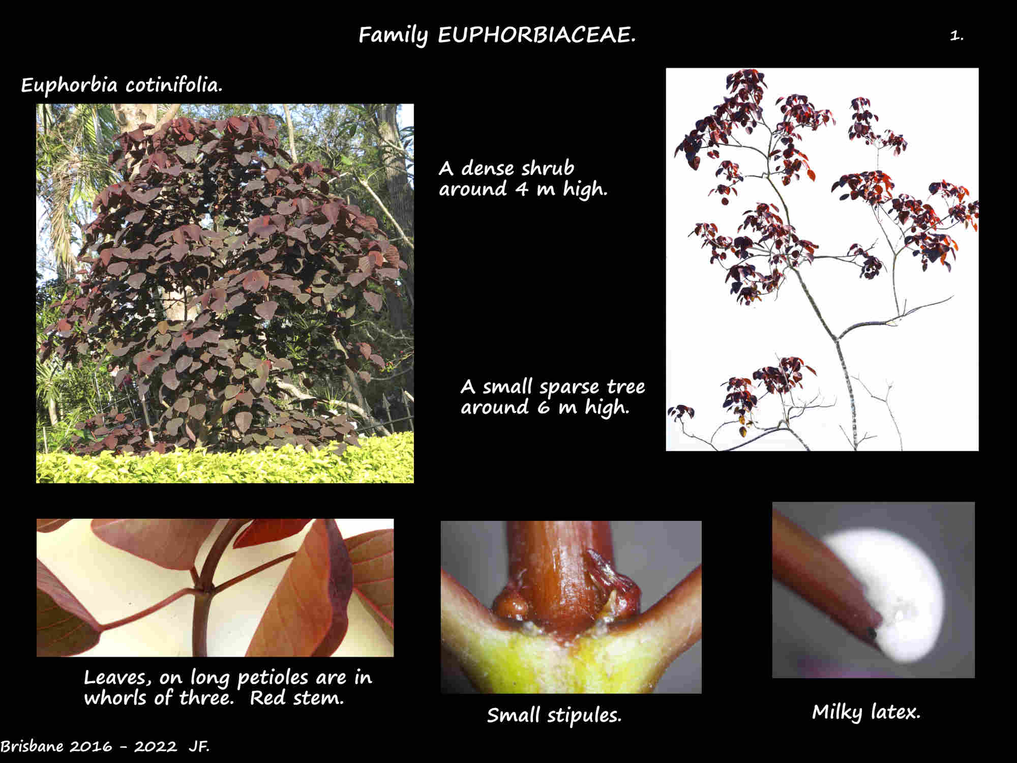 1 Euphorbia cotinifolia plants & stems