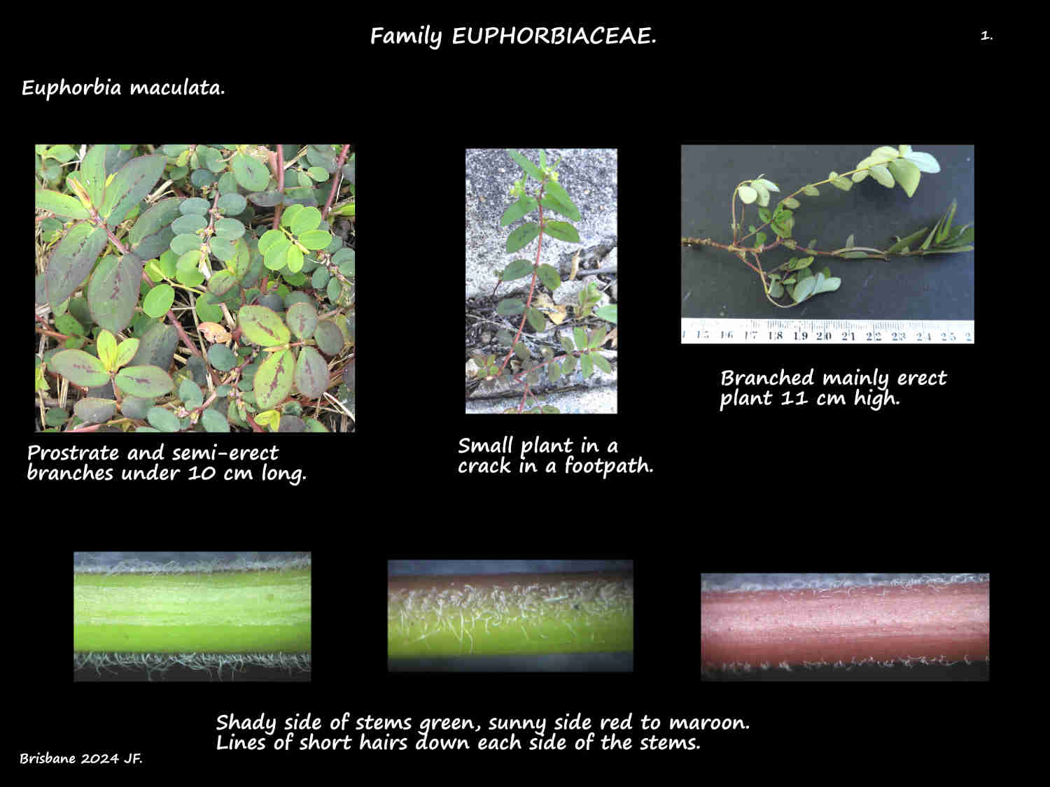 1 Euphorbia maculata plants & stems