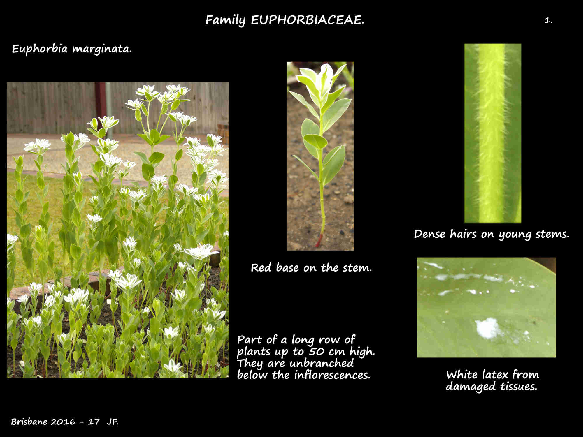 1 Euphorbia marginata plants & stems