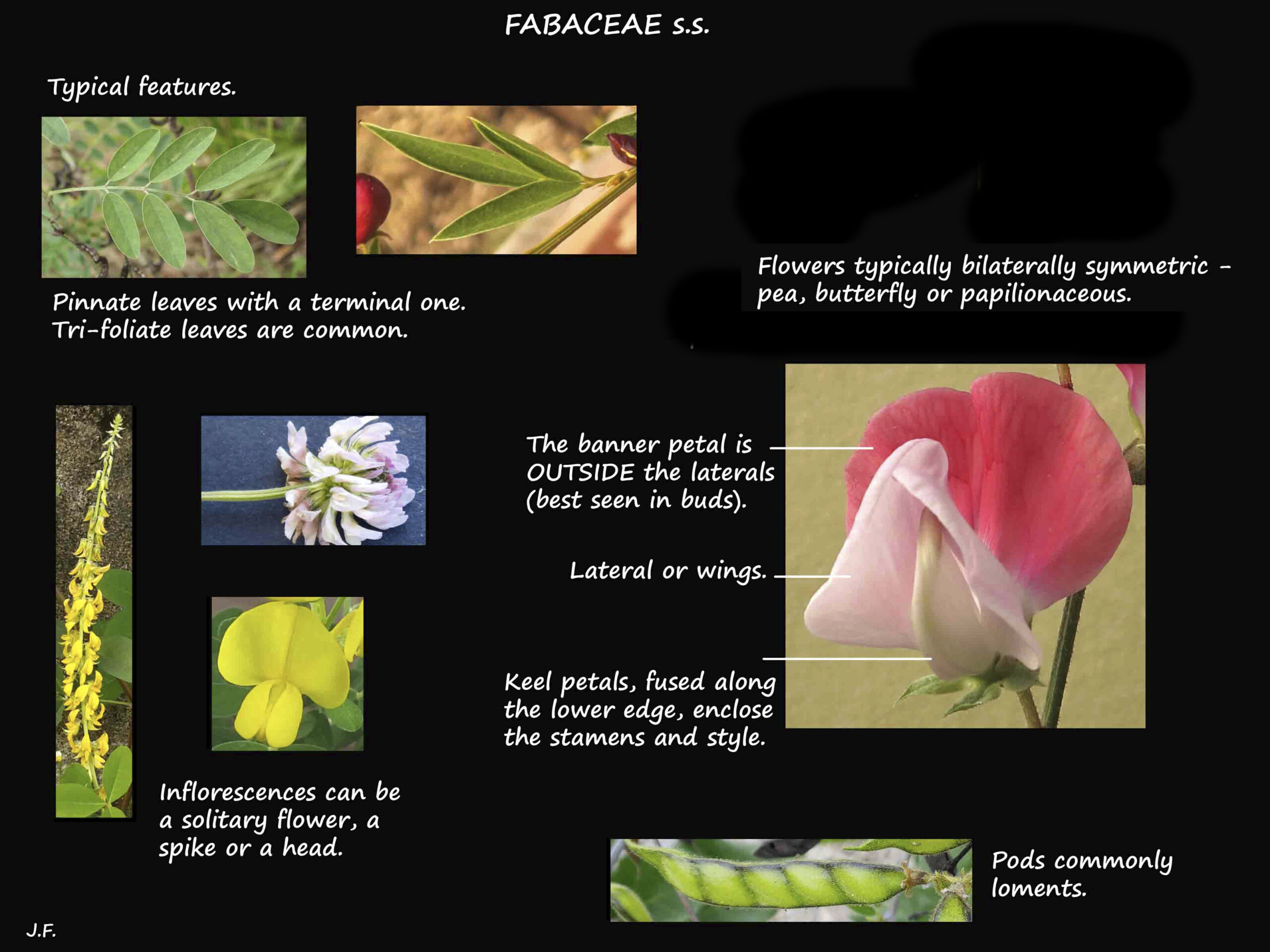 1 Fabaceae s.s. features