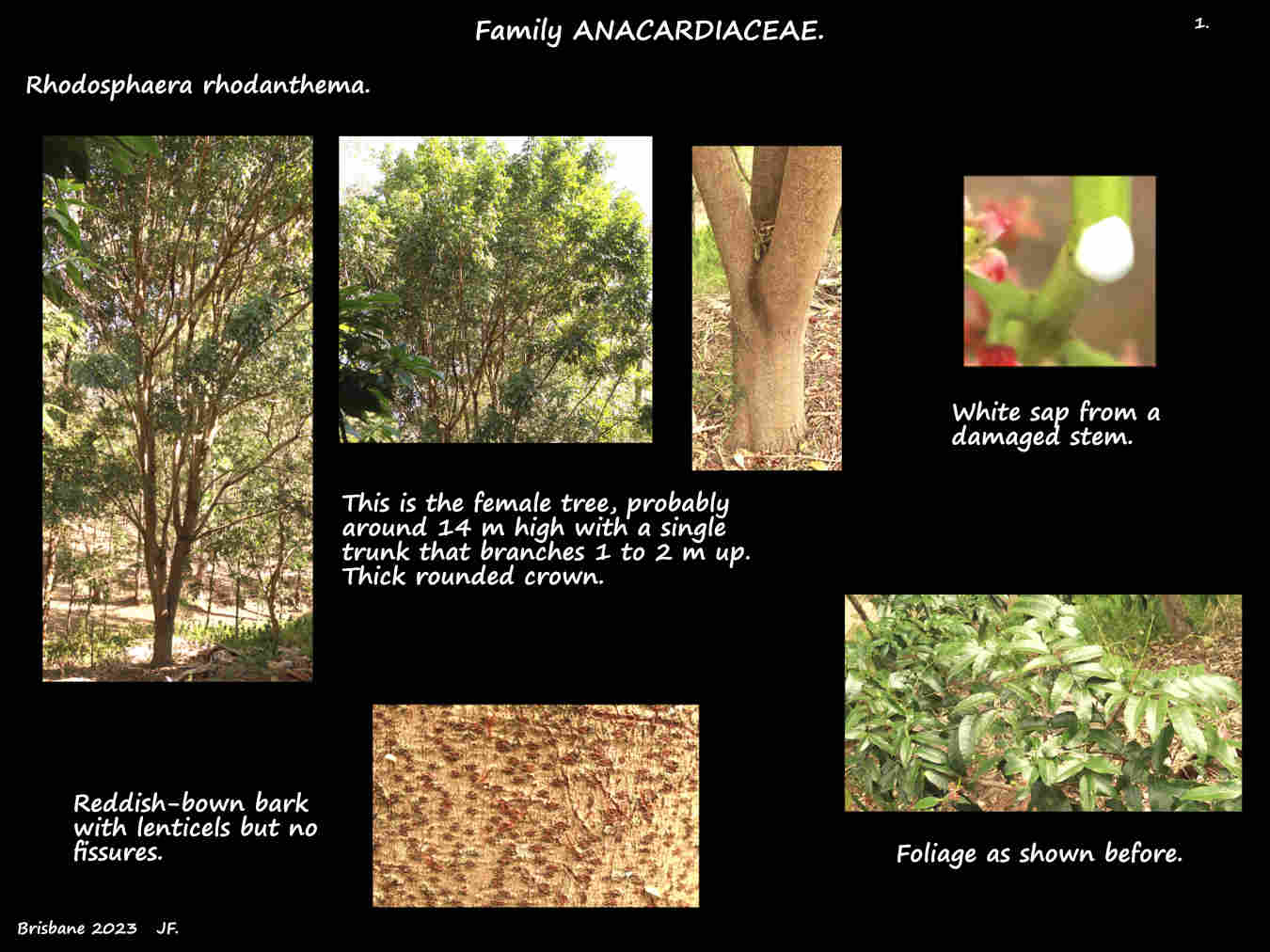 1 Female Rhodosphaera rhodanthema tree& bark