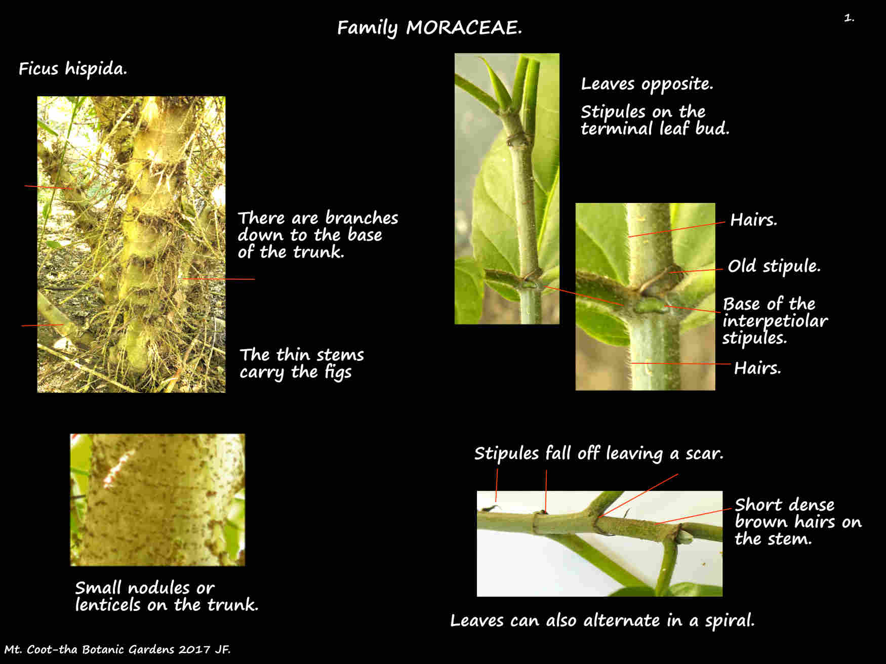 1 Ficus hispida trunk & leaf arrangement