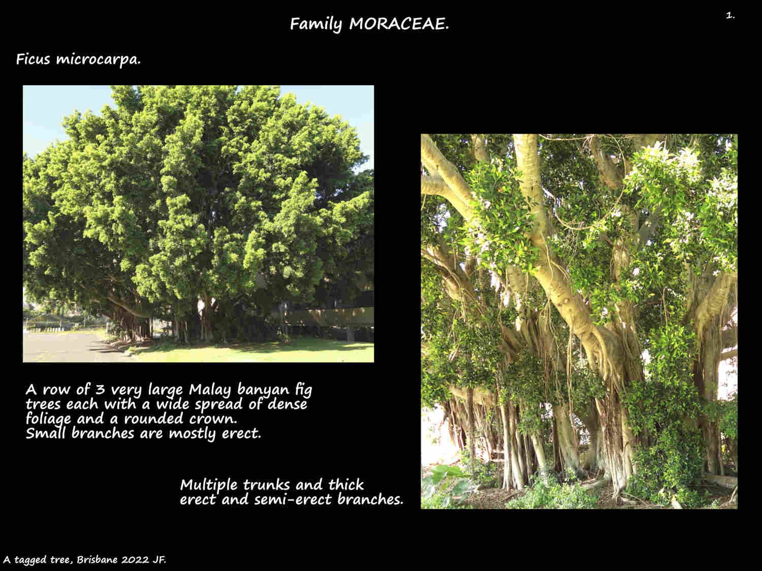 1 Ficus microcarpa trees