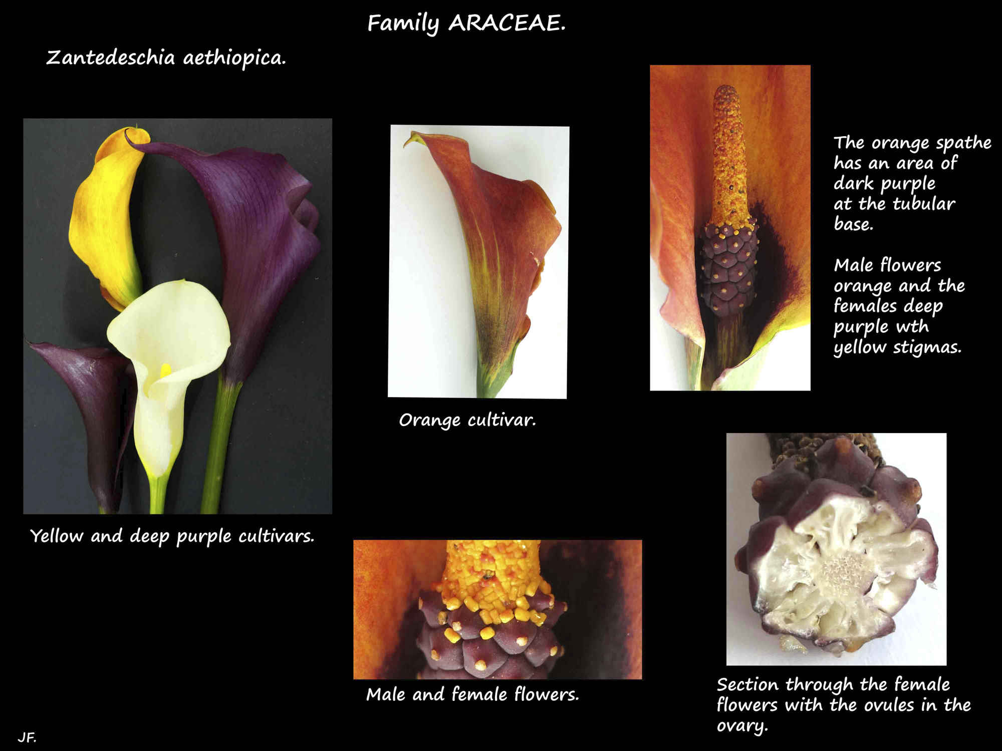 1 Flowers, spathe & spadix of Arum or Calla lilies