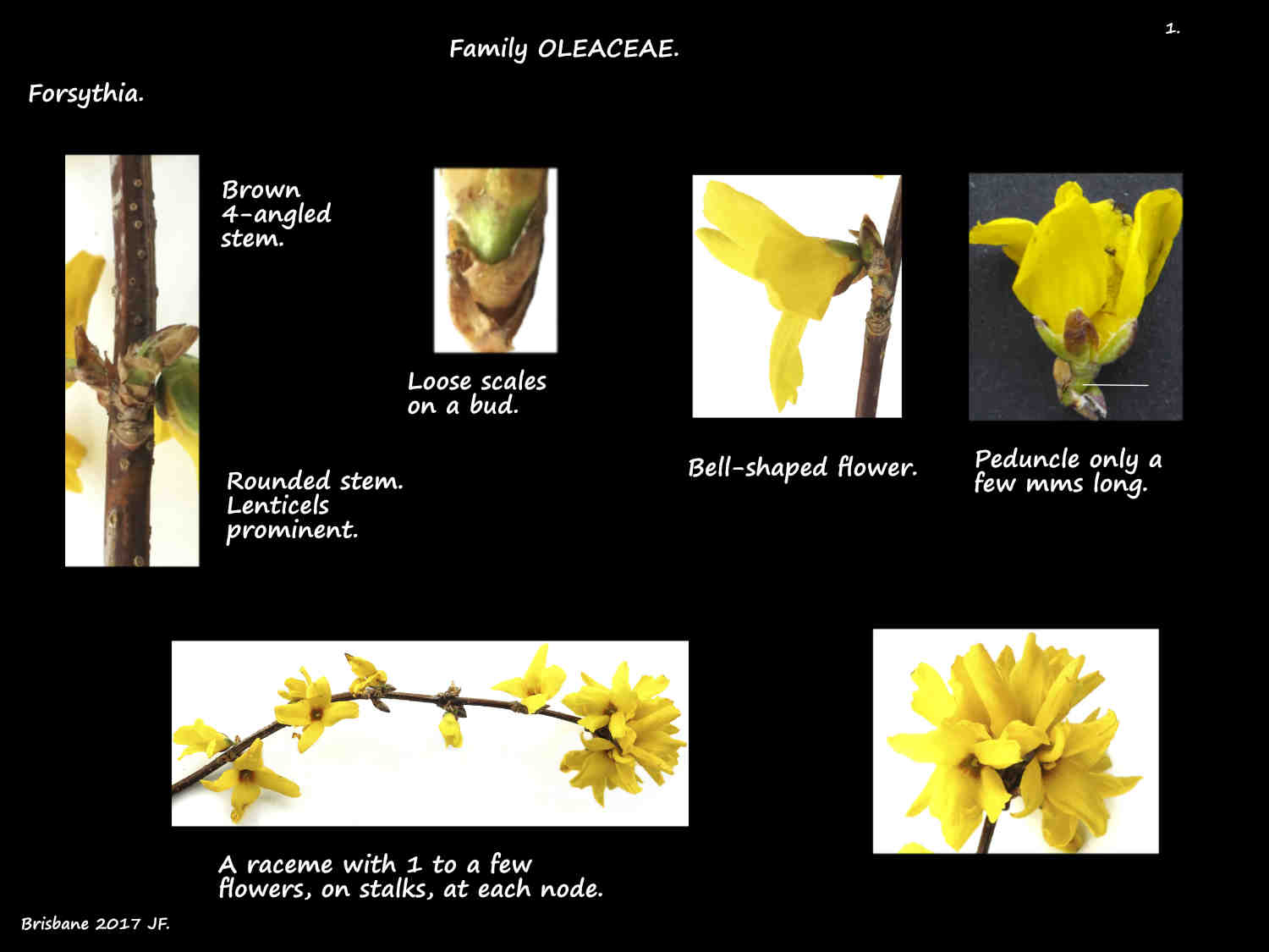 1 Forsythia stems & a raceme