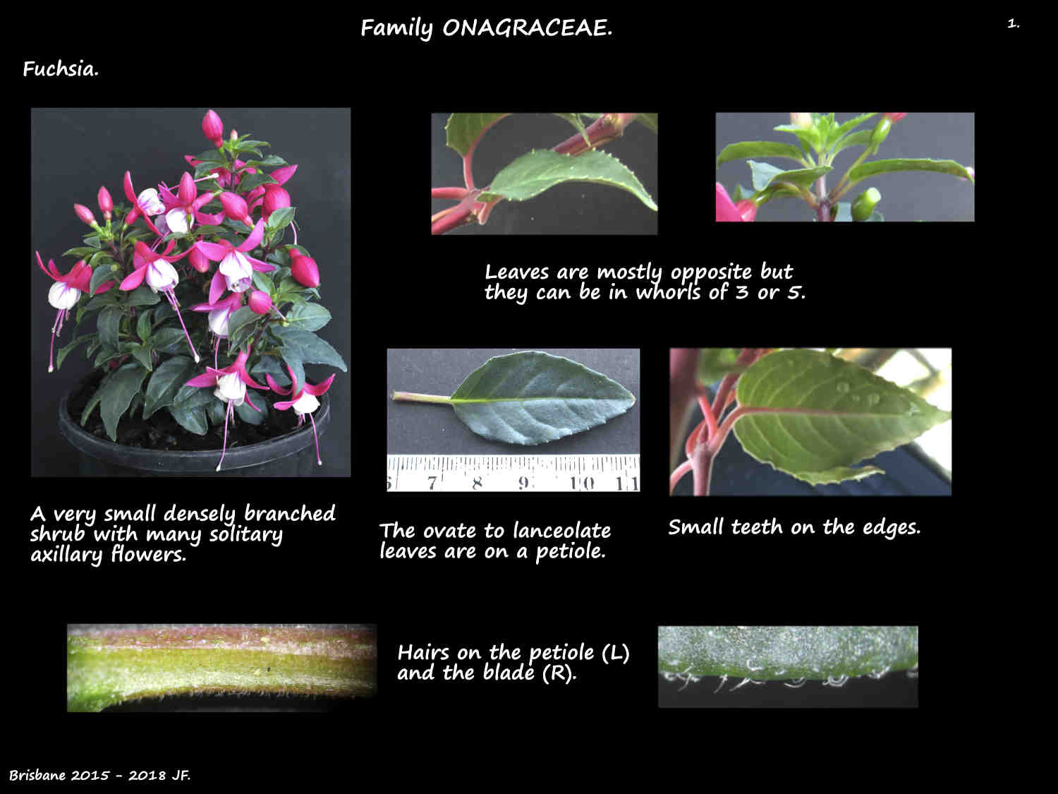 1 Fuchsia plant & leaves