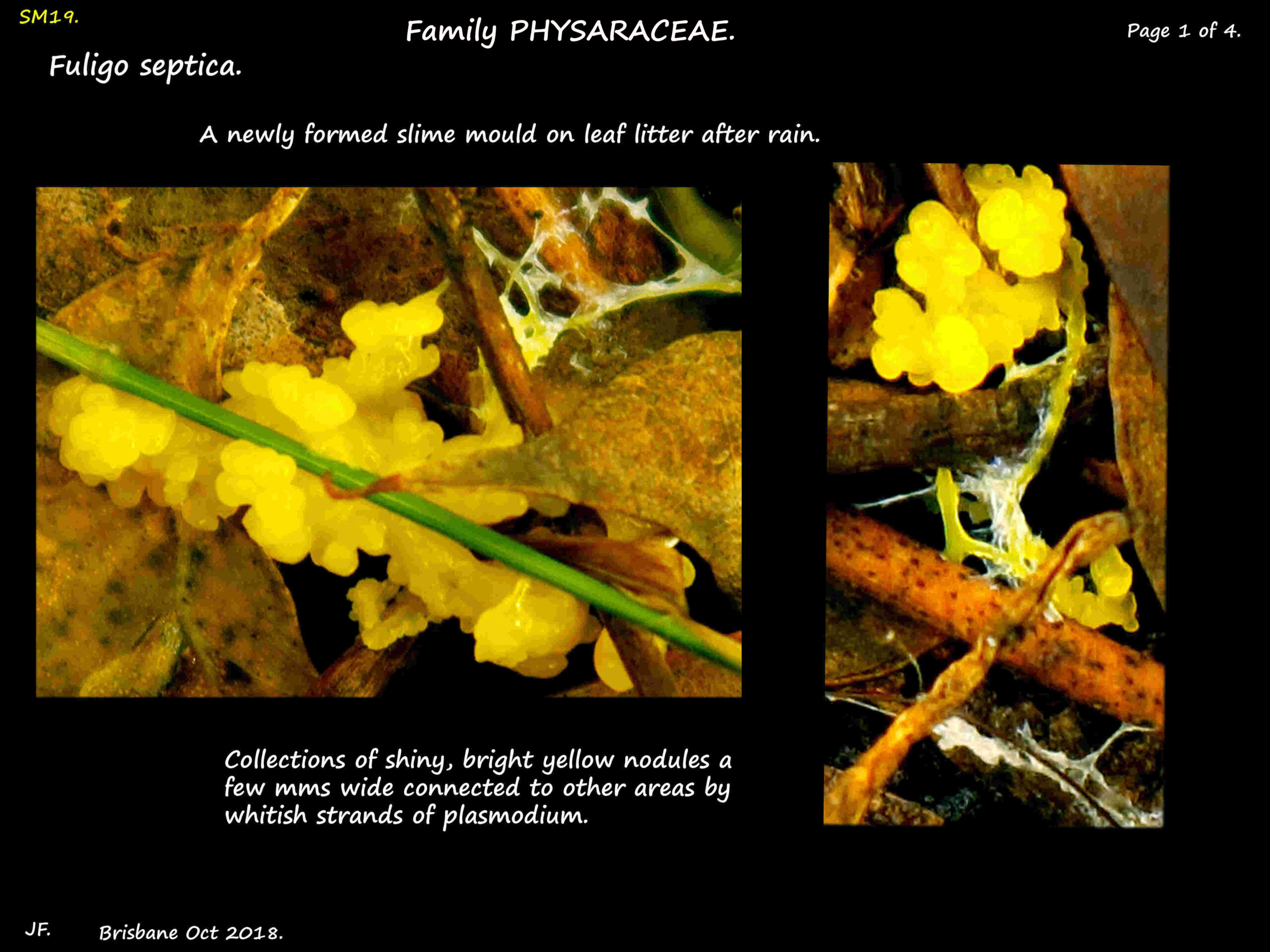 1 Fuligo septica on leaf litter