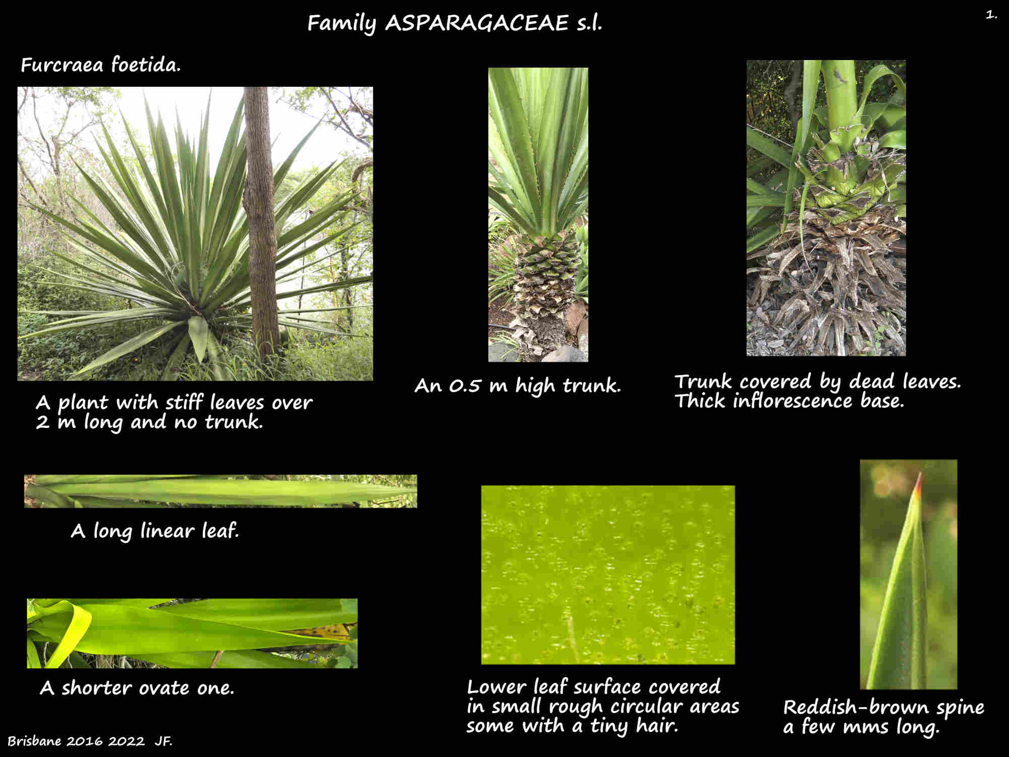 1 Furcraea foetida plants & leaves