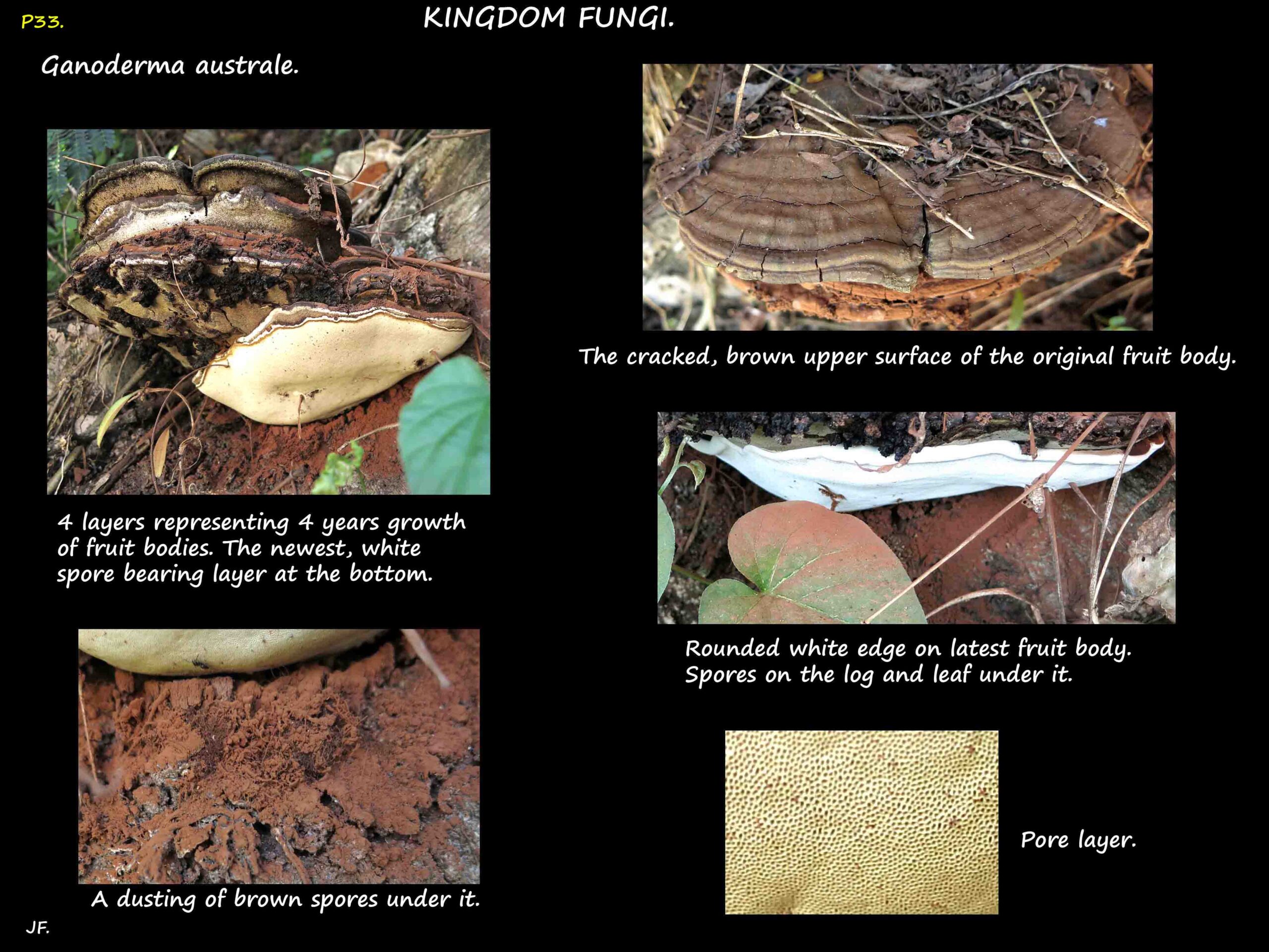 1 Four tiers of Ganoderma australe brackets & brown spores