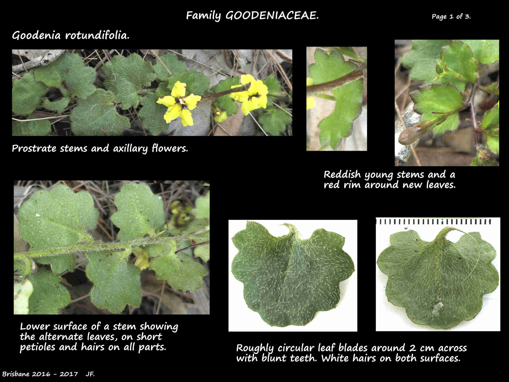 1 Goddenia rotundifolia stems & leaves