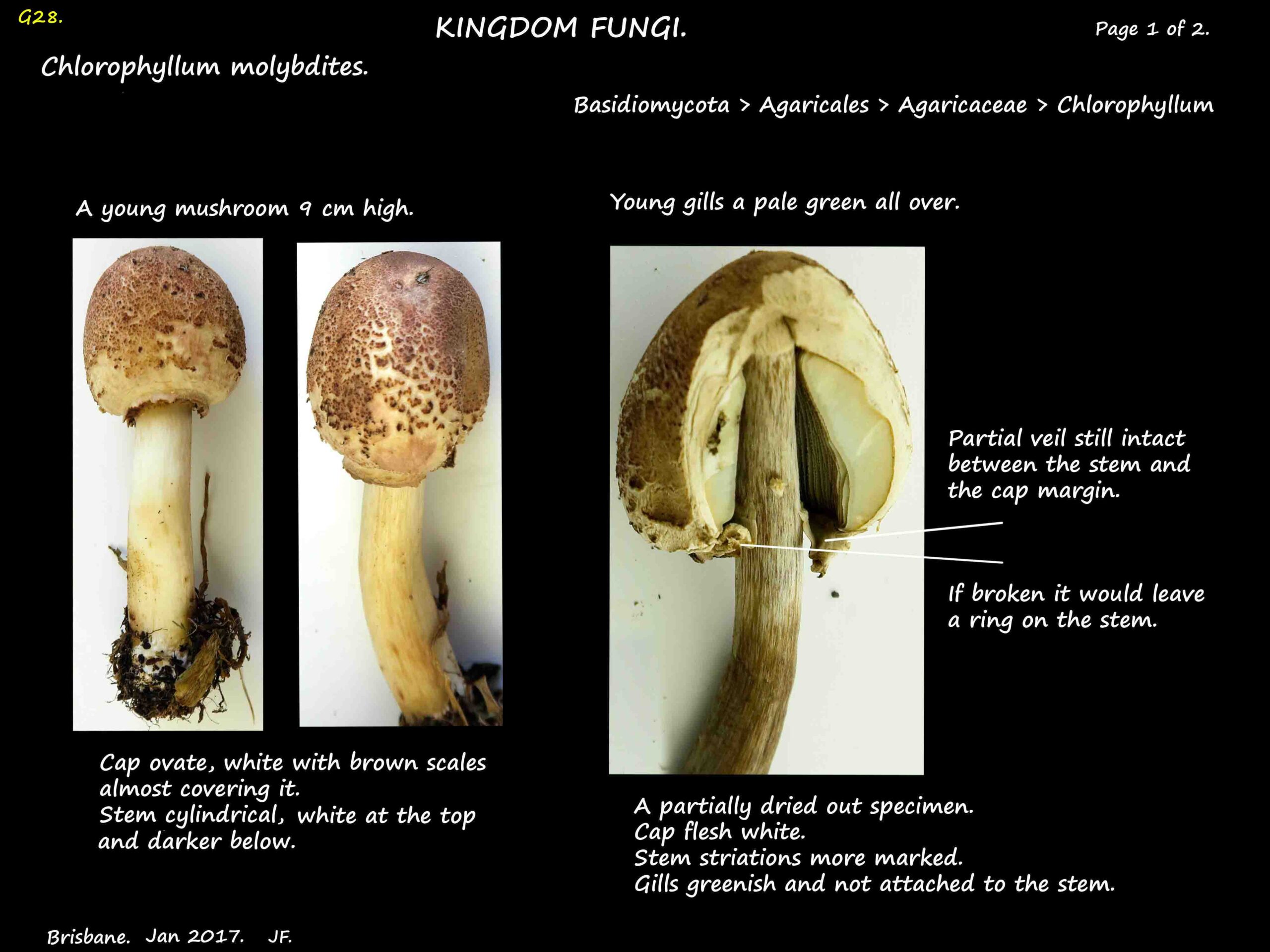 1 Greenish gills of a Chlorophyllum molybdites mushroom