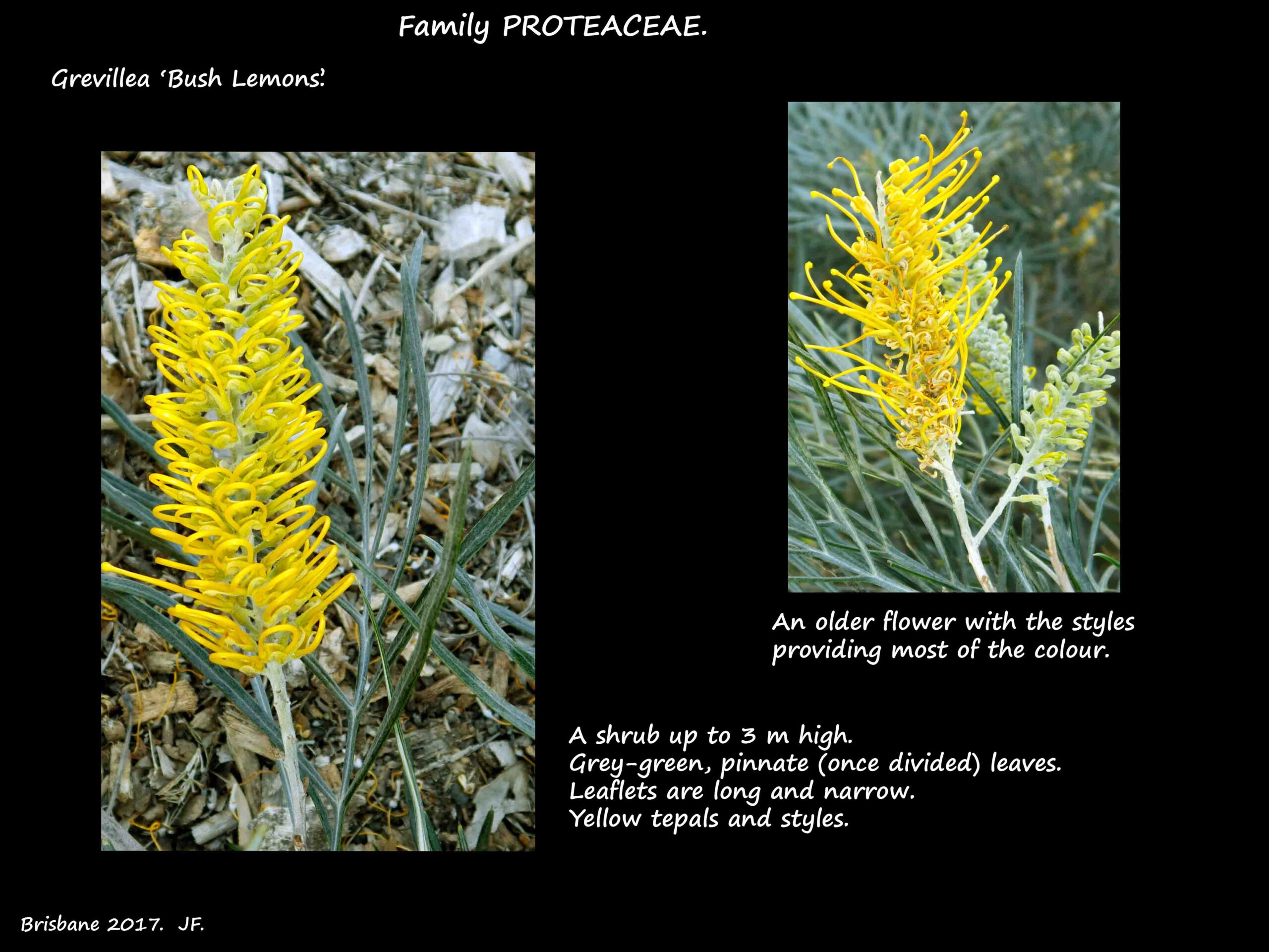 1 Grevillea 'Bush Lemons' flower spikes
