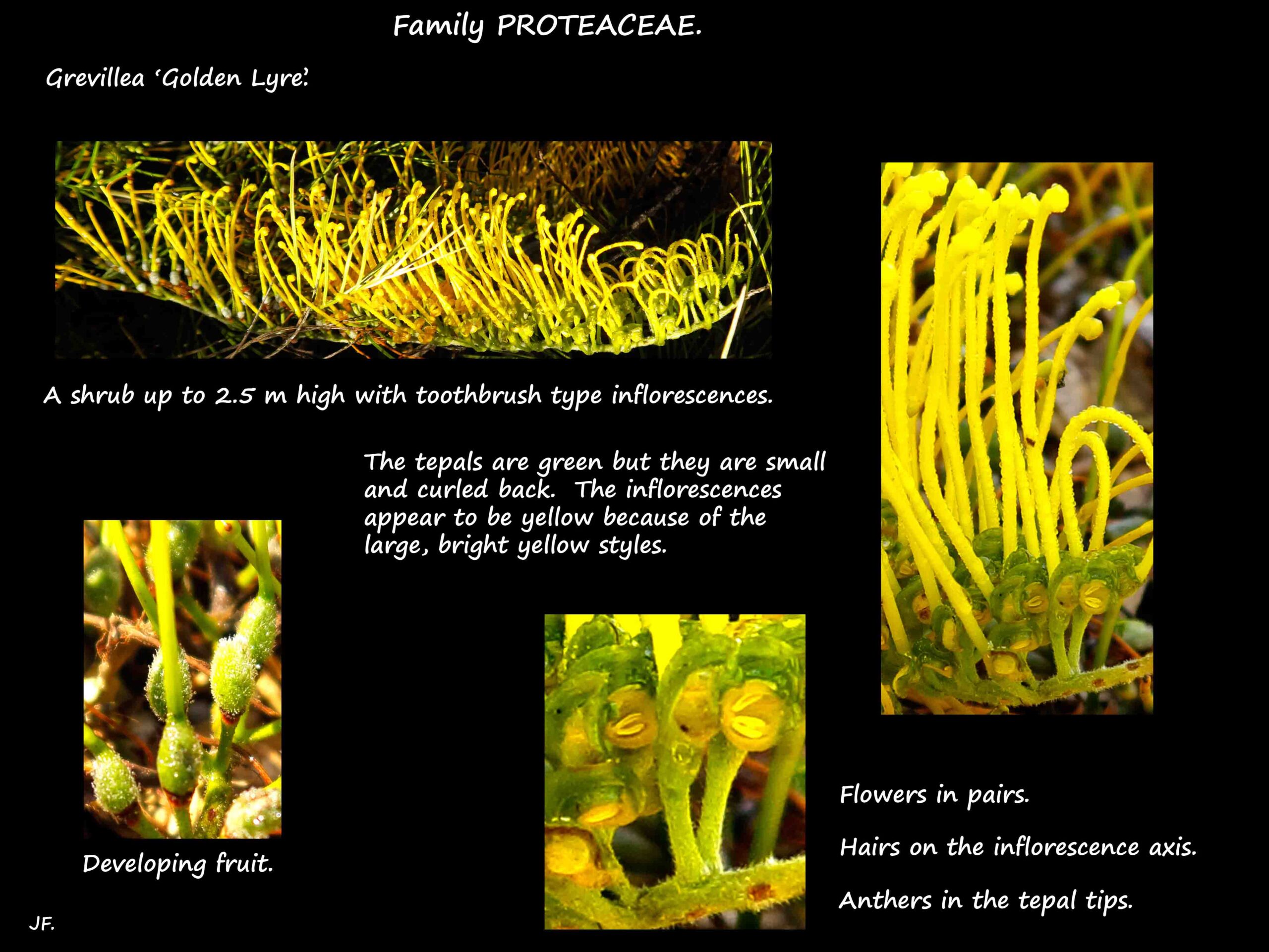 1 Grevillea 'Golden Lyre' flowers