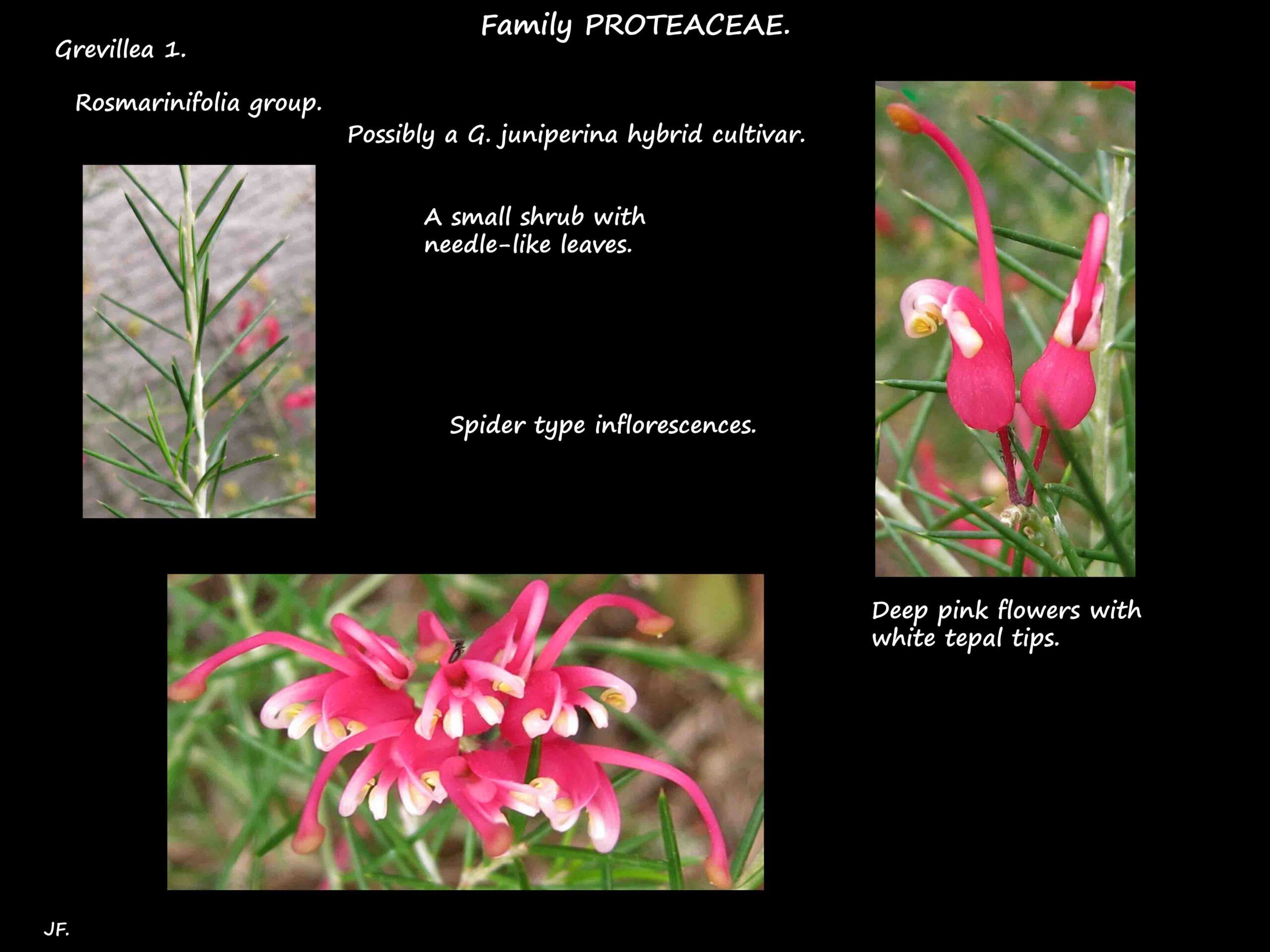 1 Grevillea with deep pink flowers