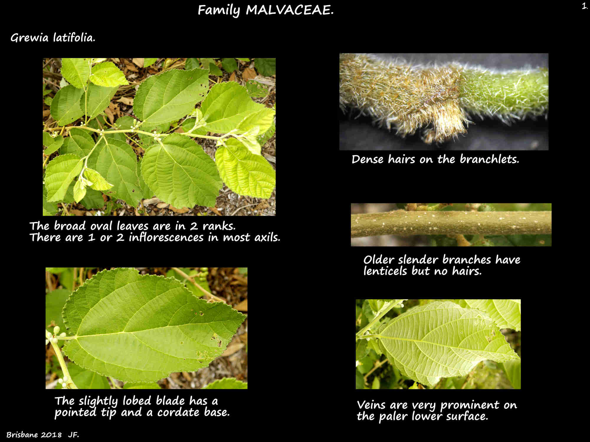 1 Grewia latifolia leaves & stem hairs