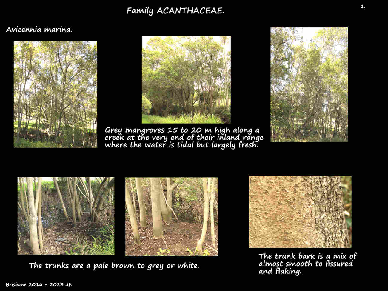 1 Grey mangrove trees & bark