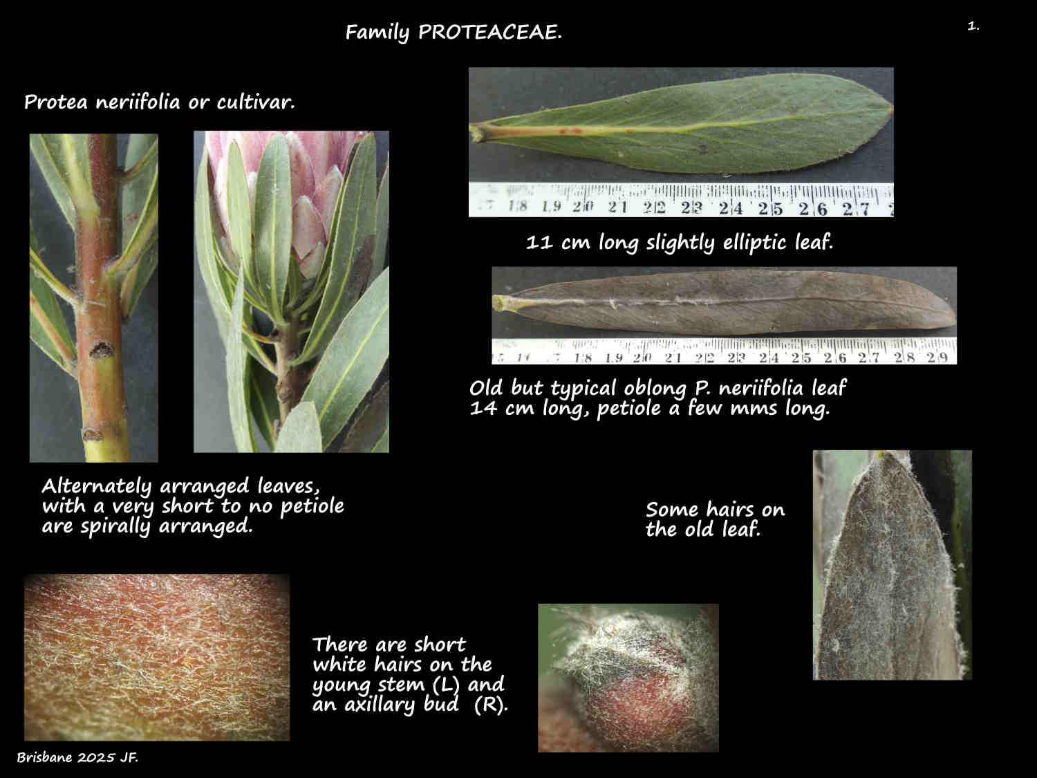 1 Hairs on Protea neriifolia stems