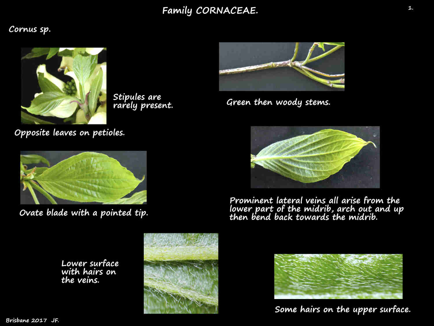 1 Hairs & veins on Cornus leaves
