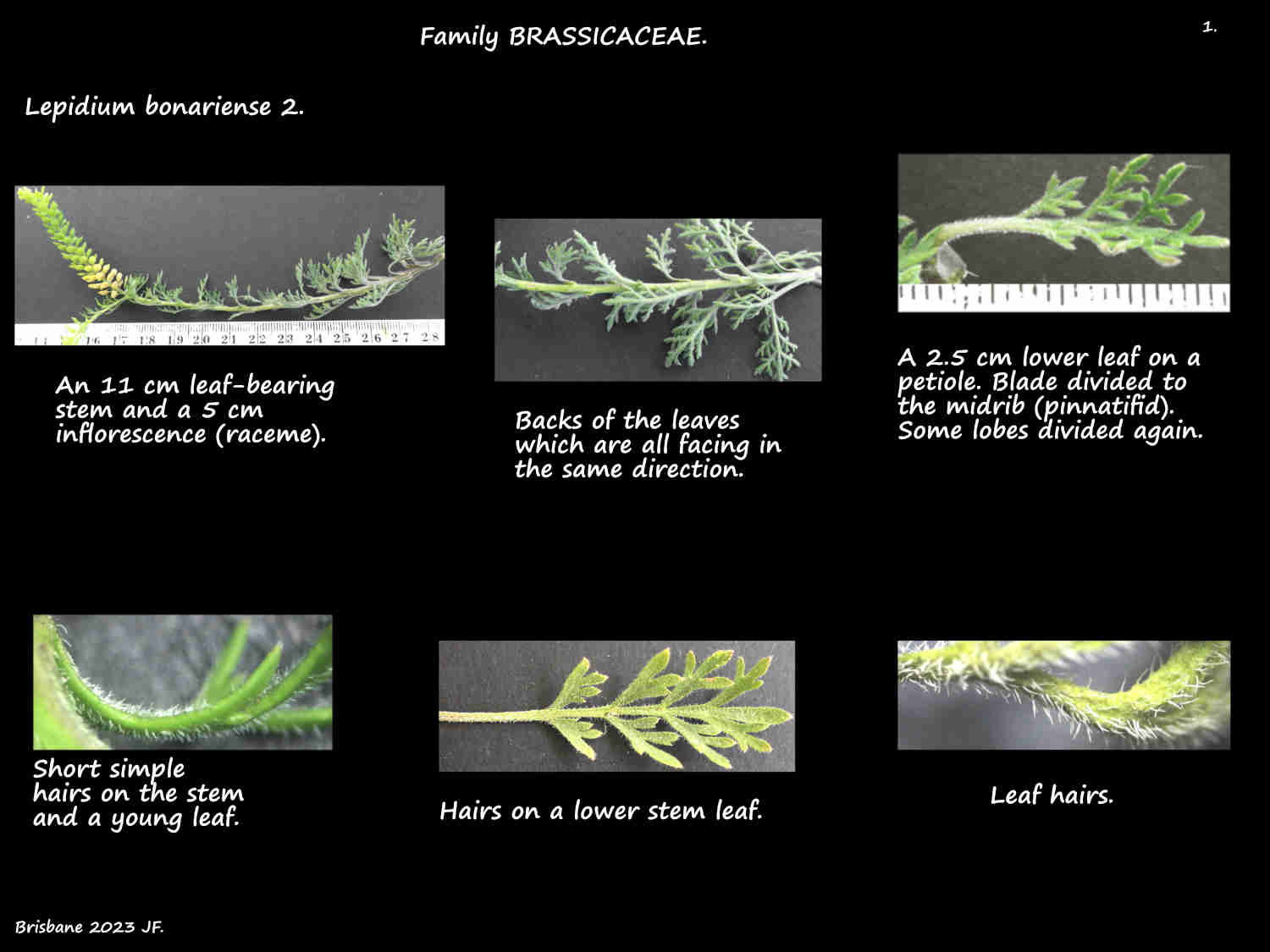 1 Hairy Lepidium bonariense leaves