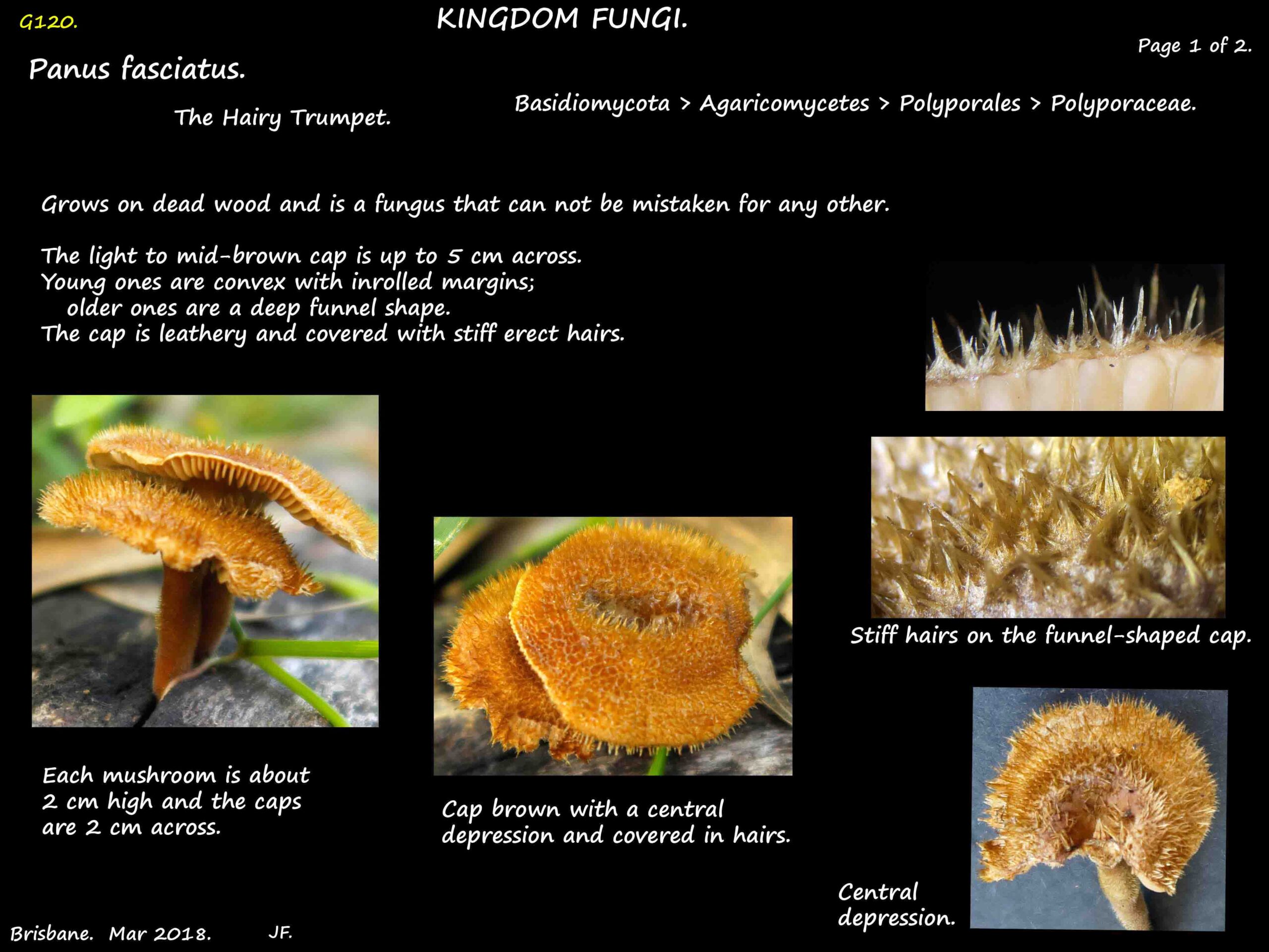 1 Hairy cap of Panus fasciatus