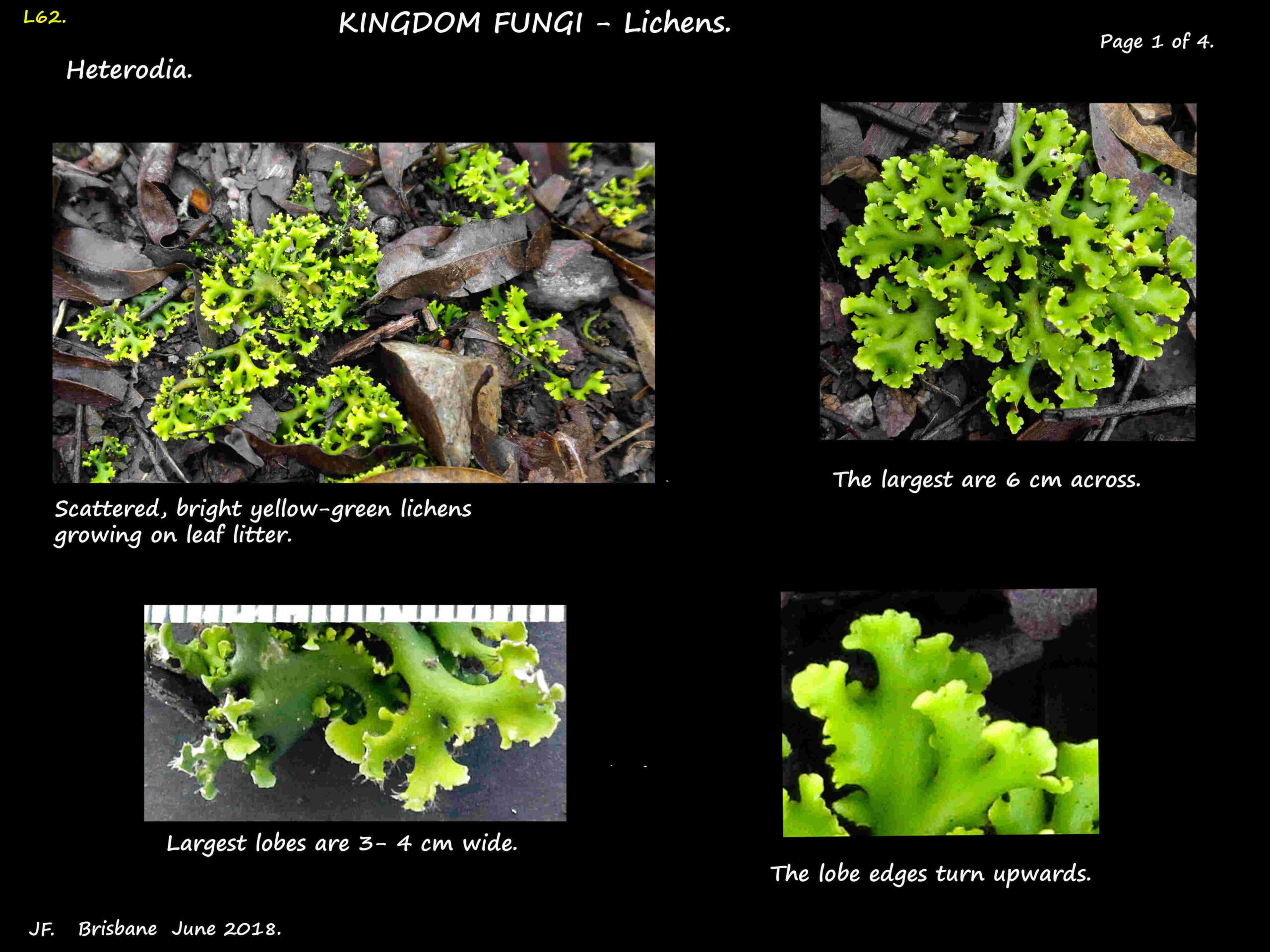 1 A green Heterodia lichen on leaf litter