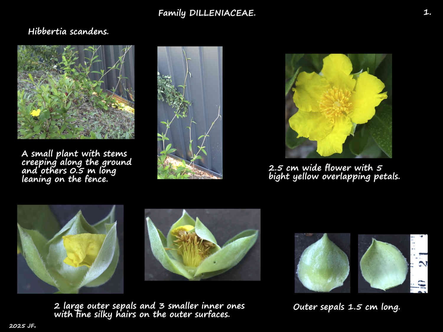 1 Hibbertia scandens plant, flower & sepals