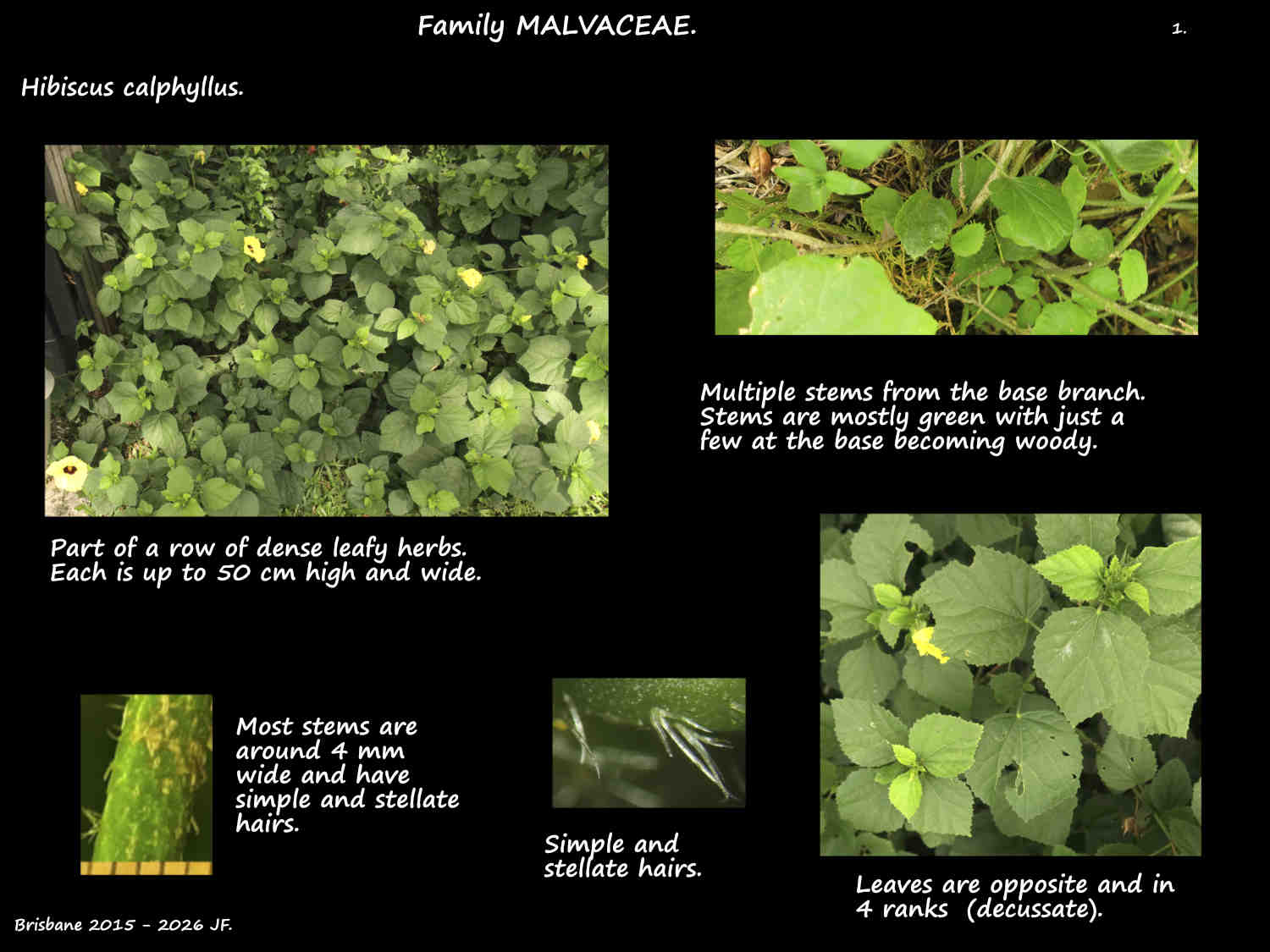 1 Hibiscus calyphyllus plants