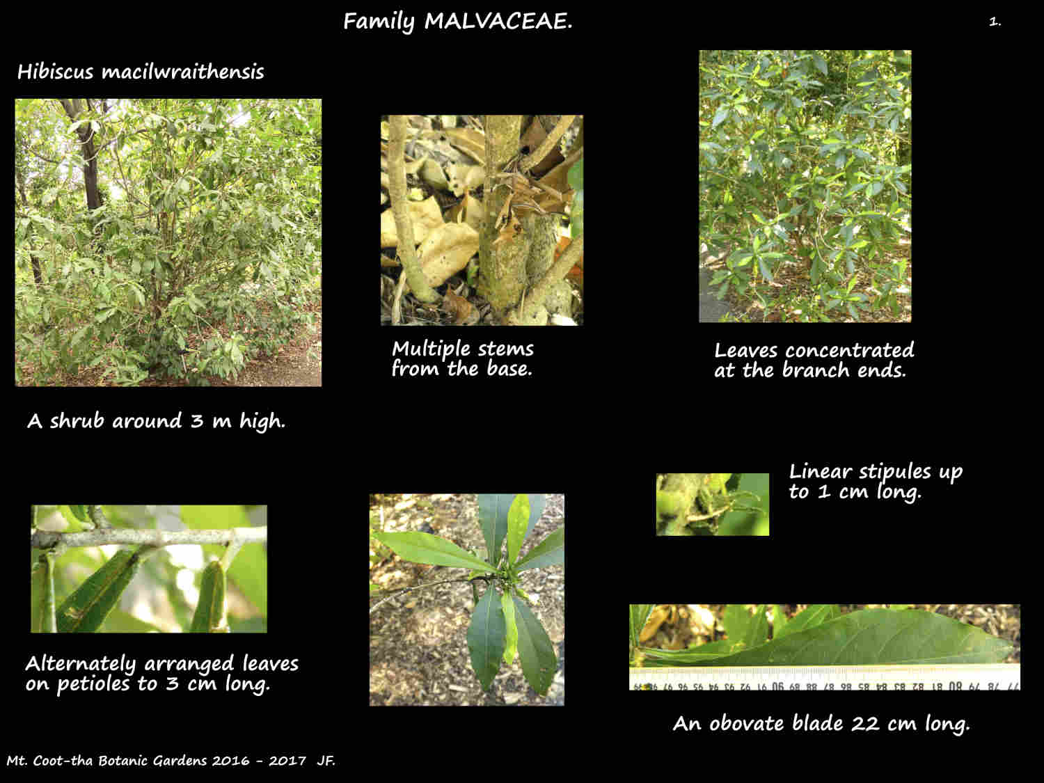 1 Hibiscus macilwraithensis shrub & leaves