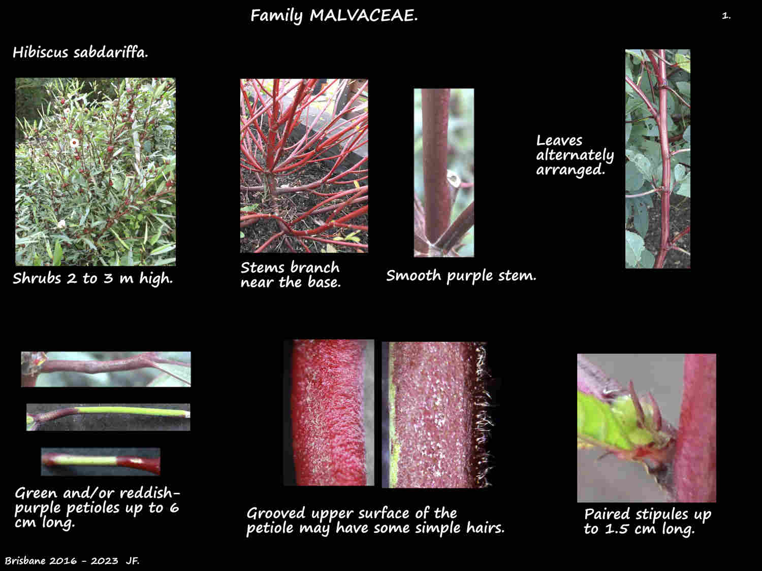 1 Hibiscus sabdariffa plant, stems & stipules