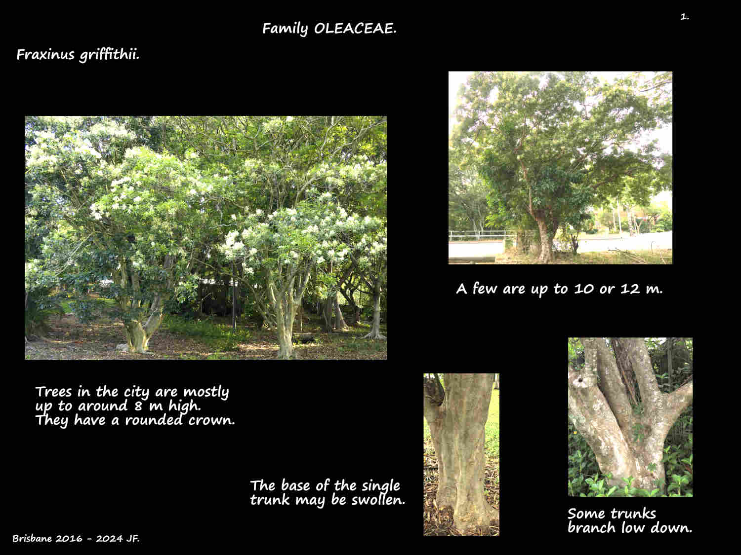 1 Himalayan ash trees