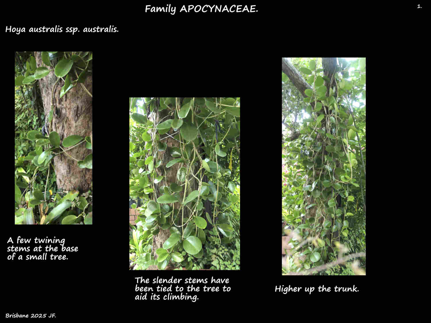 1 Hoya australis vine 1.
