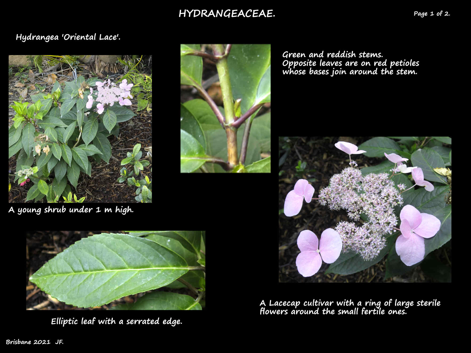1 Hydrangea 'Oriental Lace' shrub, leaf & inflorescence