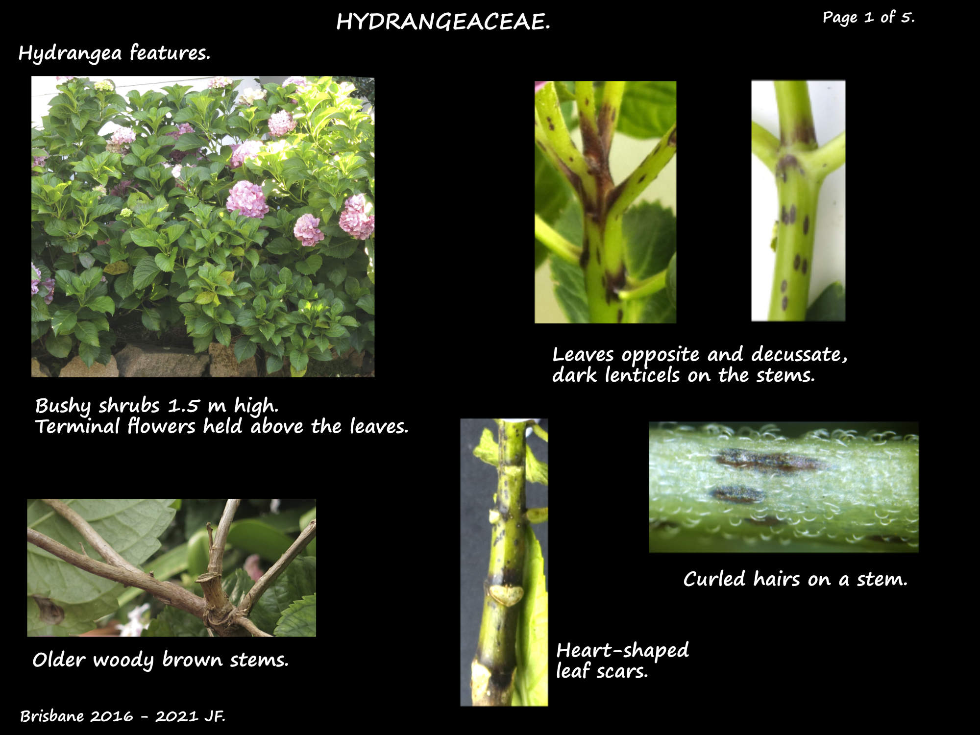 1 Hydrangea plants & stems